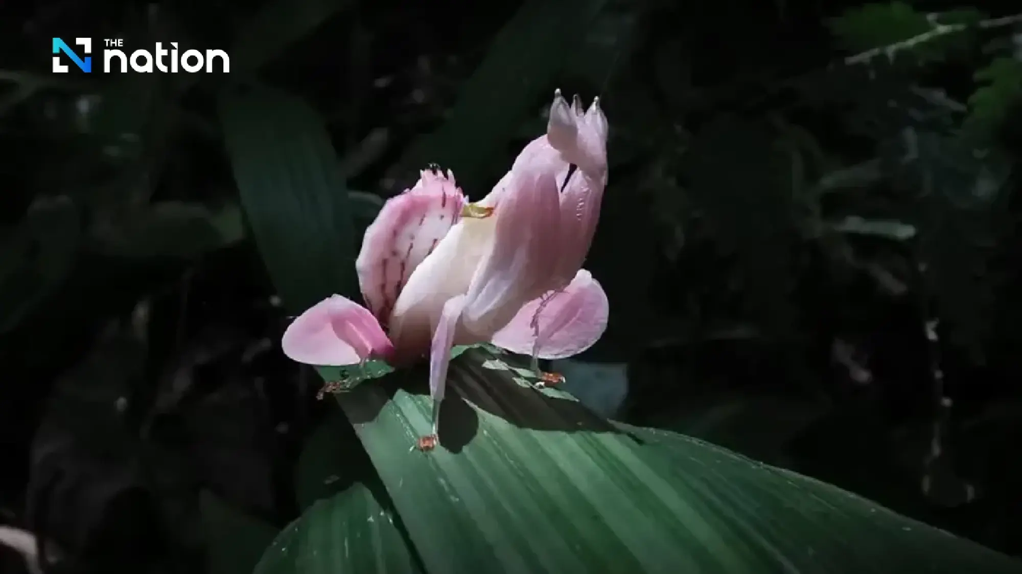 Rare pink orchid mantis spotted at Than To waterfall in Yala’s Bang Lang National Park