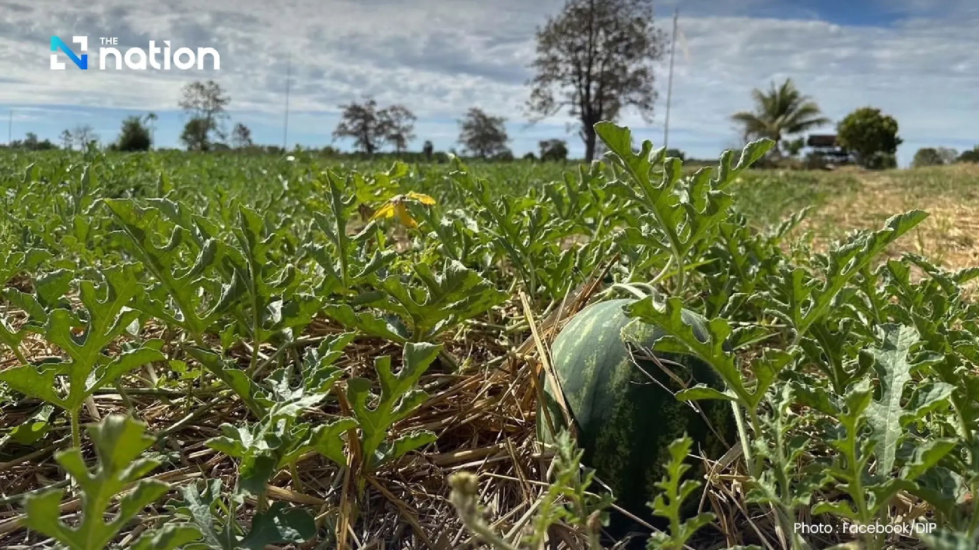 DIP registers ‘Yasothon Sweet Watermelon’ as GI, boosting premium Isan produce towards global markets