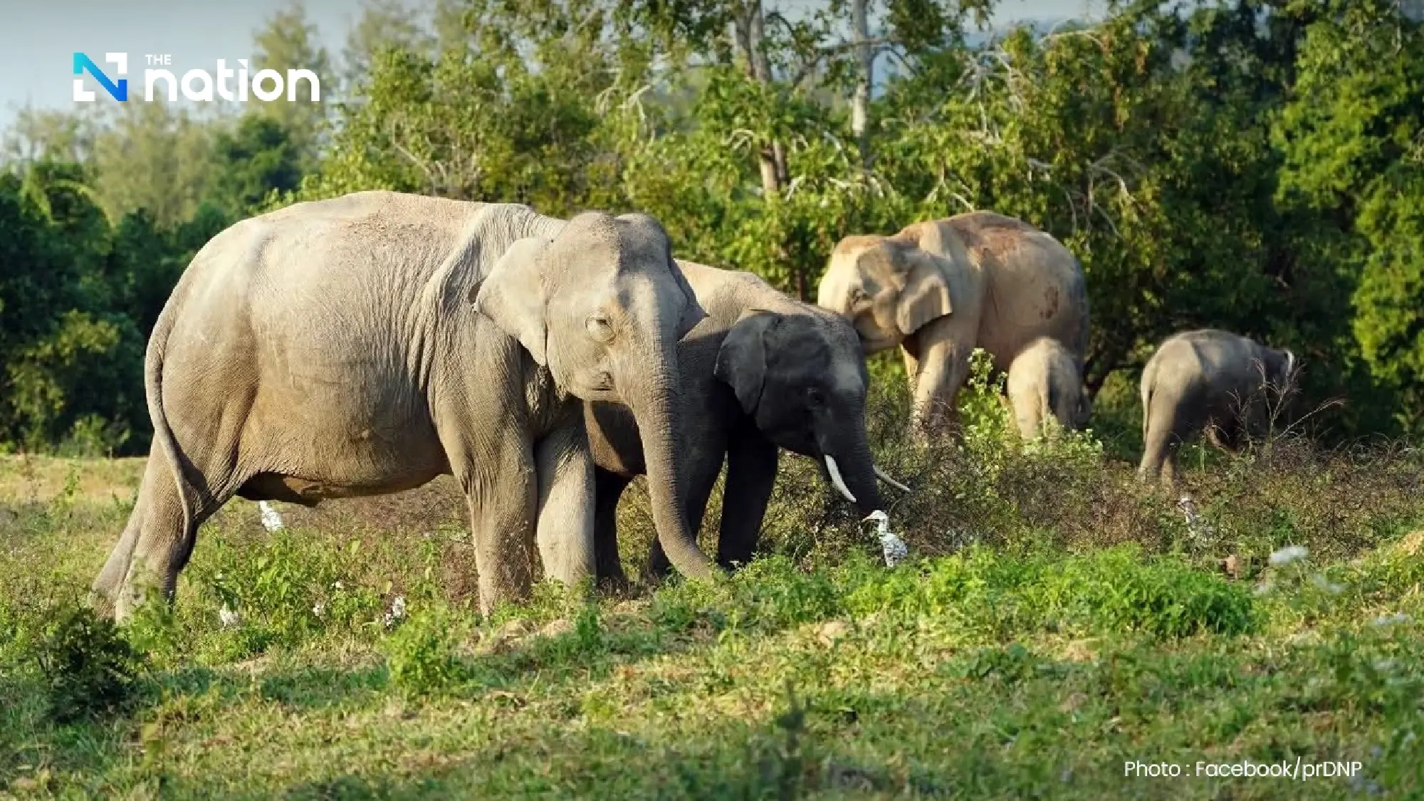 Symbols of Sovereignty: Thailand Honours National Icon on National Elephant Day