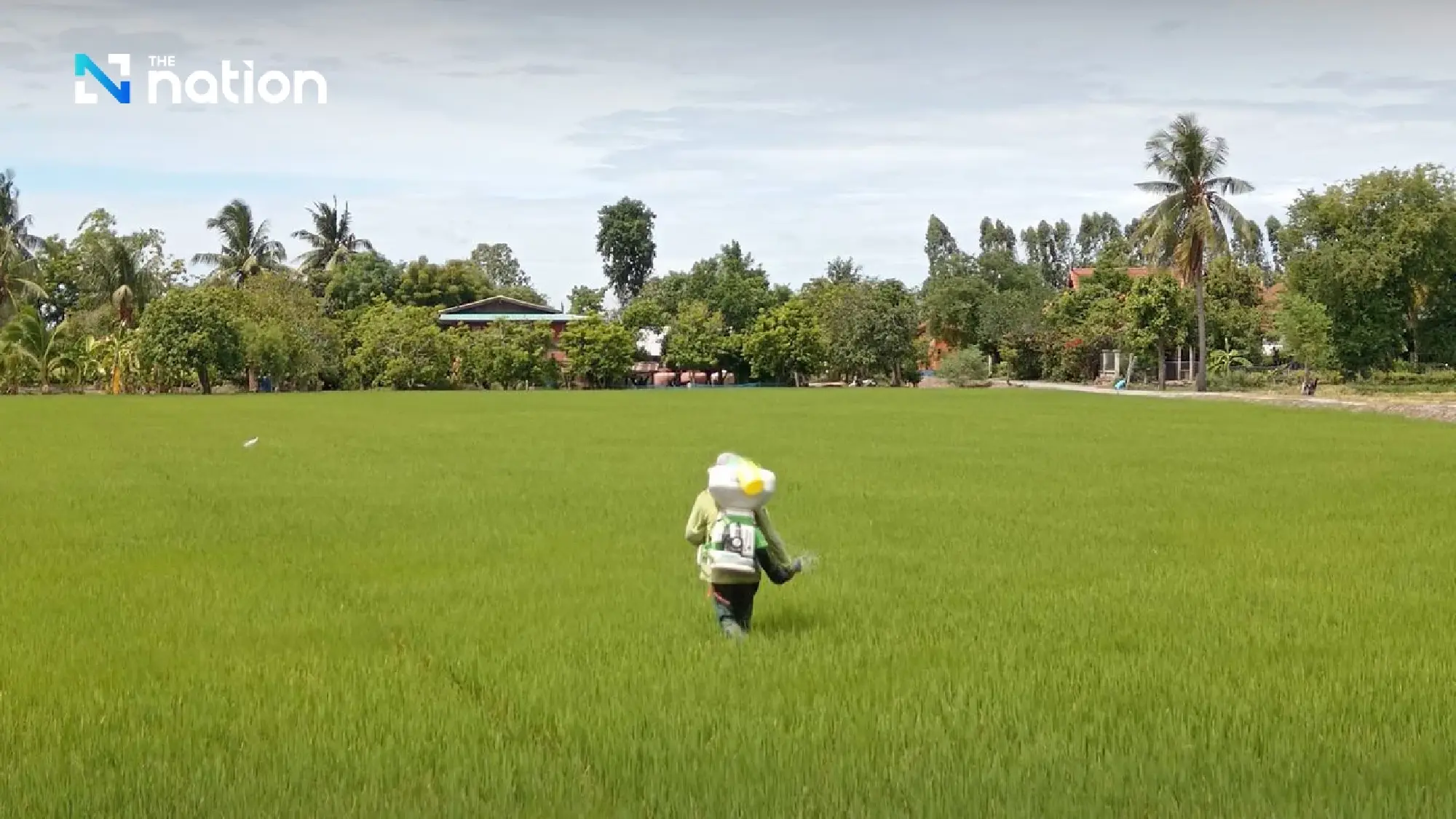 Thailand’s low-carbon rice model emerges from Central Plains farmers