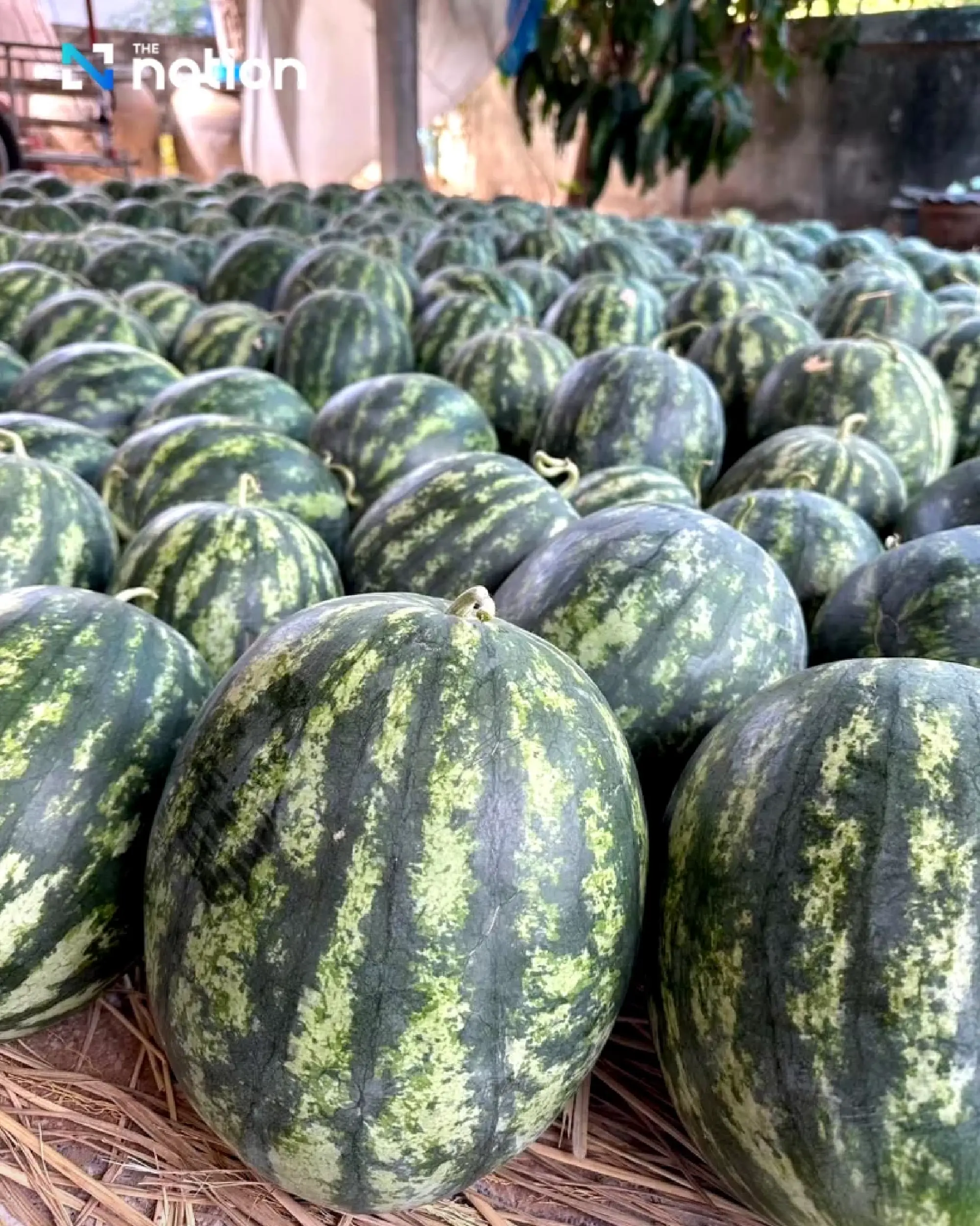 DIP registers ‘Yasothon Sweet Watermelon’ as GI, boosting premium Isan produce towards global markets