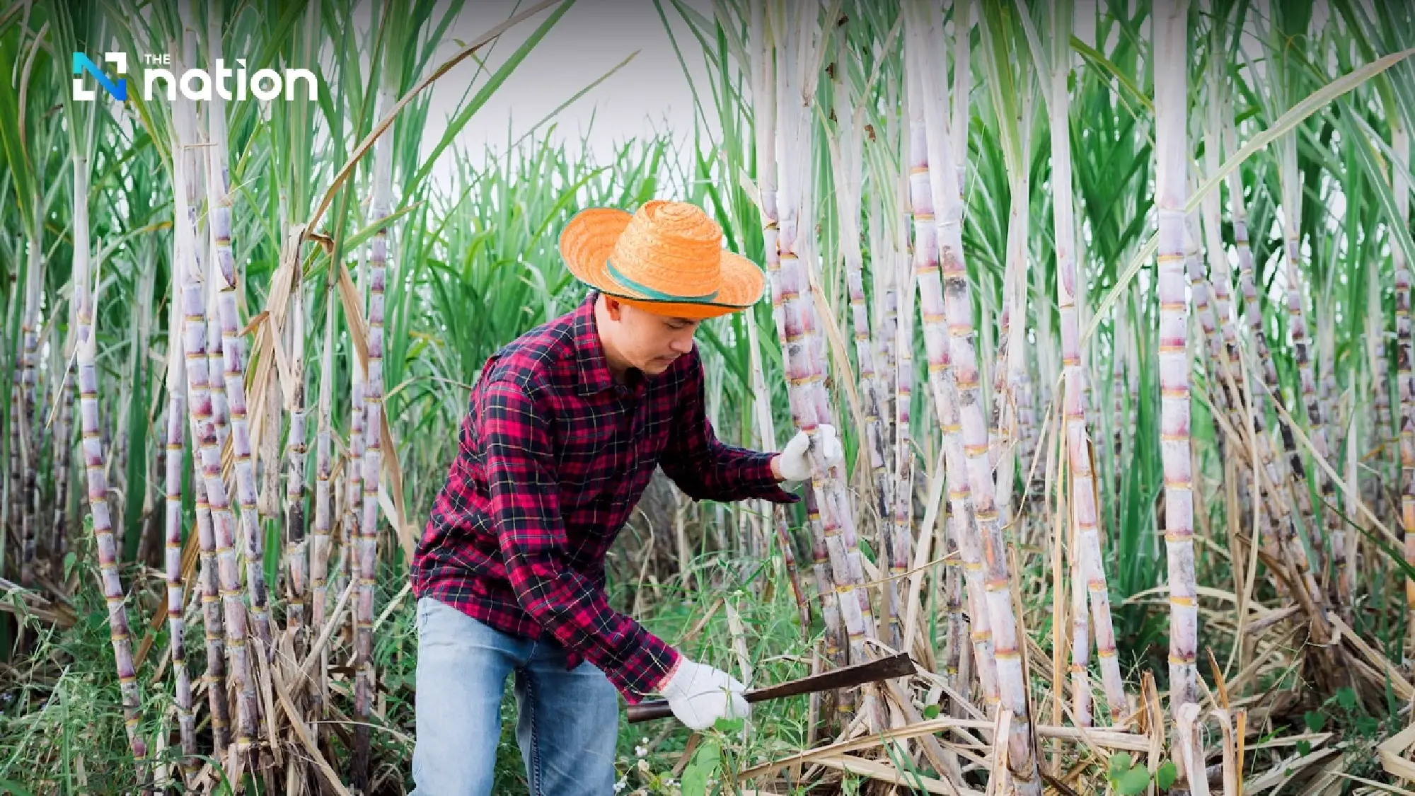 Thai Sugar Industry Calls for E20 Transition to Bolster Energy Security and Net Zero Goals