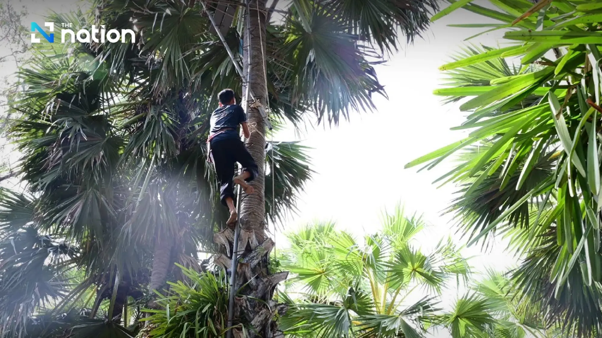 Phetchaburi’s palm sugar: the sweet heart of the “City of Three Flavours”
