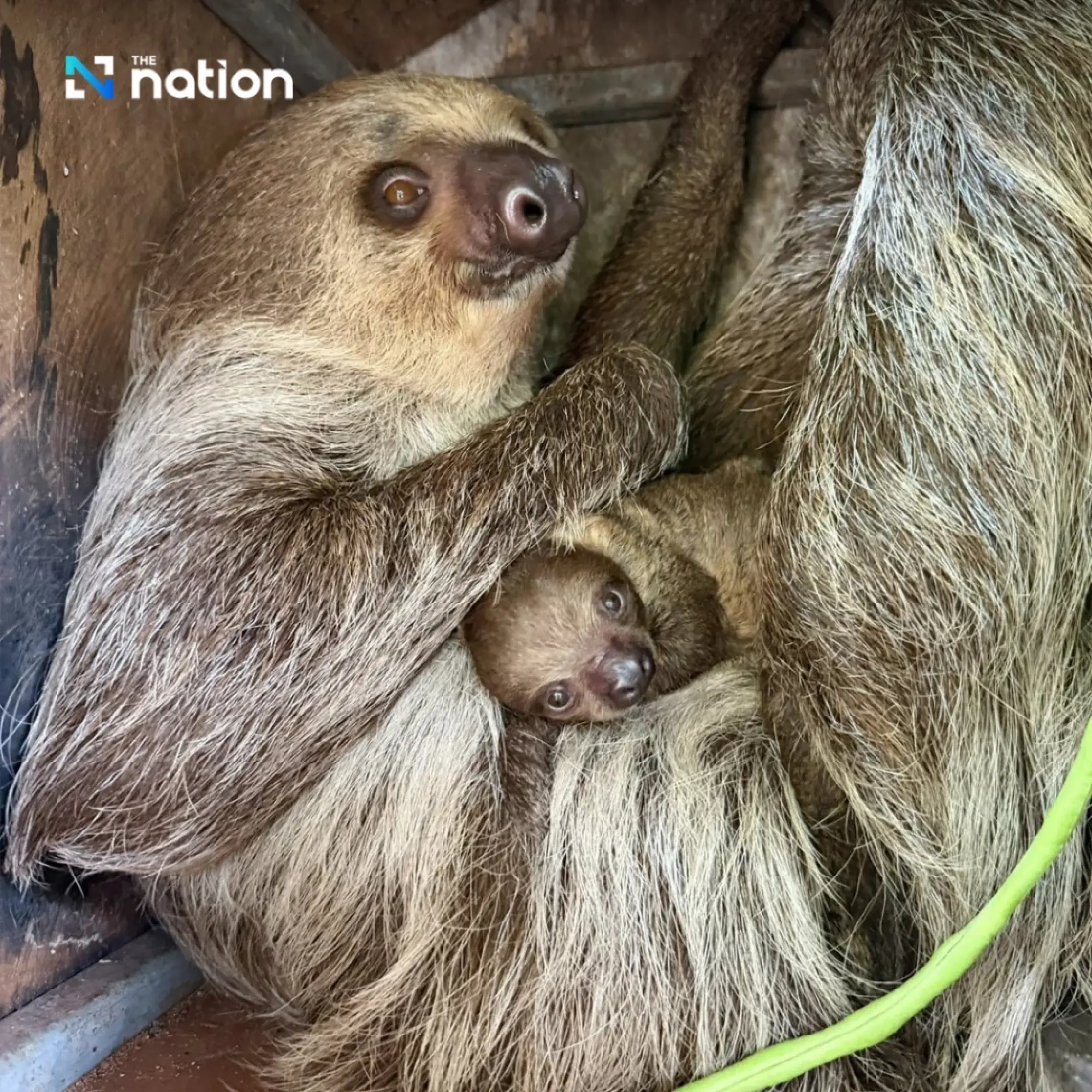 Khao Kheow Open Zoo reveals adorable newborn two-toed sloth