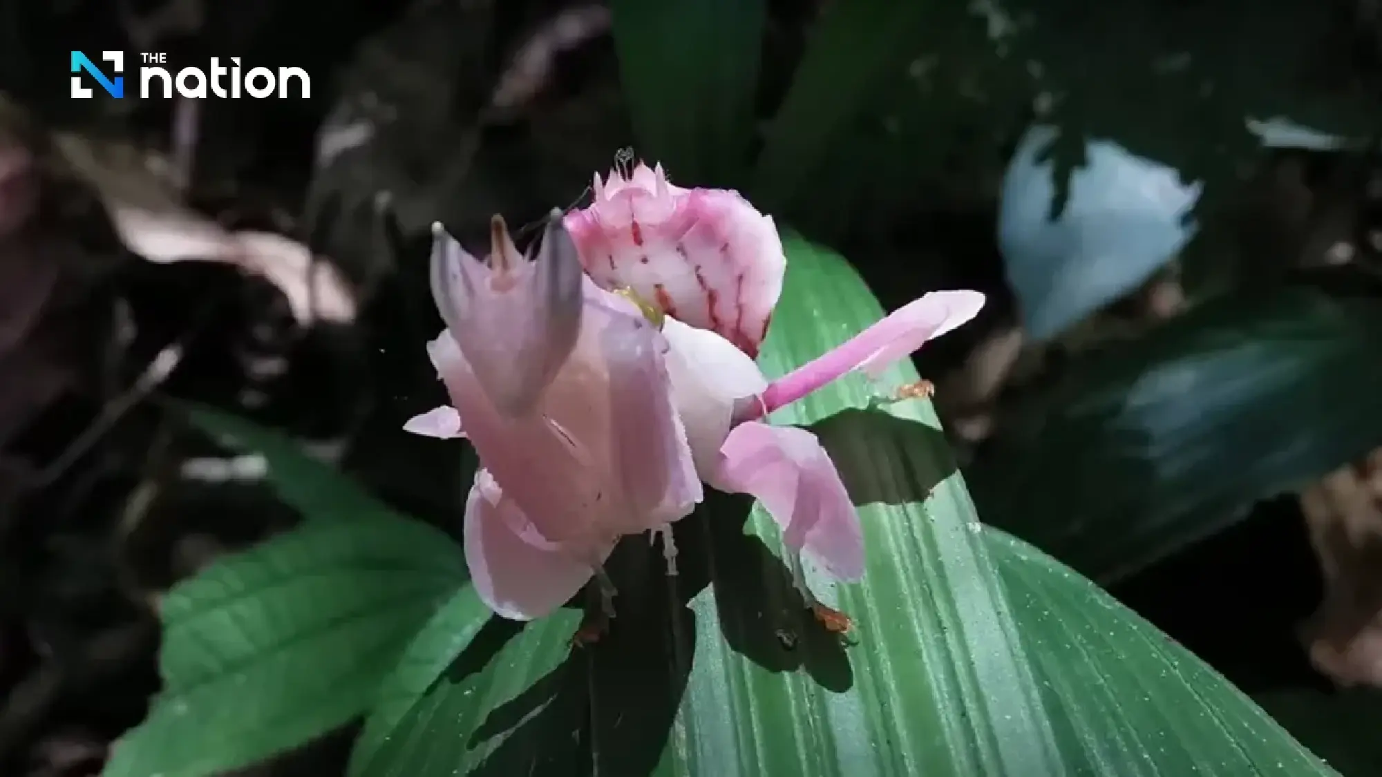 Rare pink orchid mantis spotted at Than To waterfall in Yala’s Bang Lang National Park