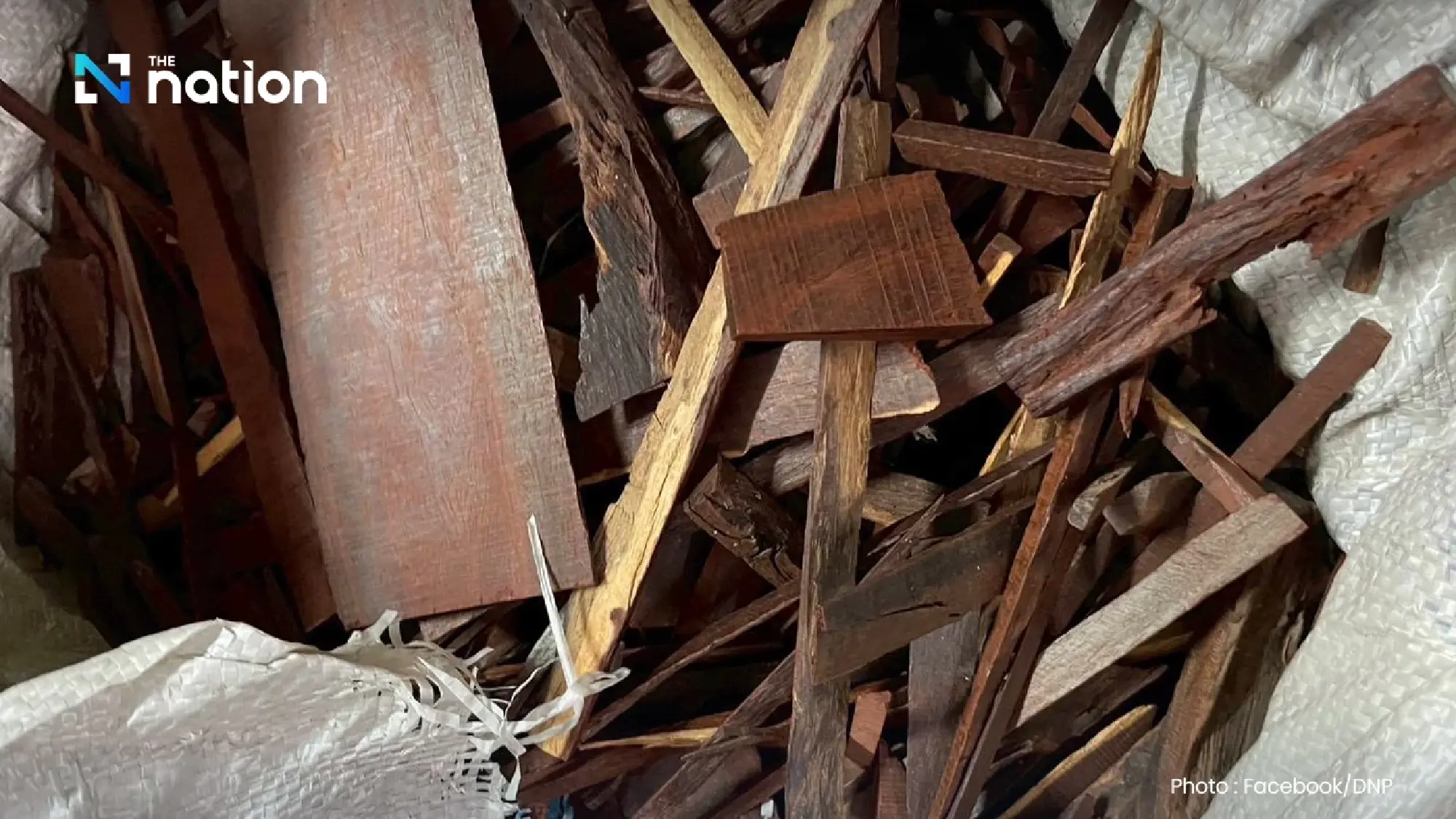Officials seize 124,000 dried geckos in Pathum Thani warehouse raid