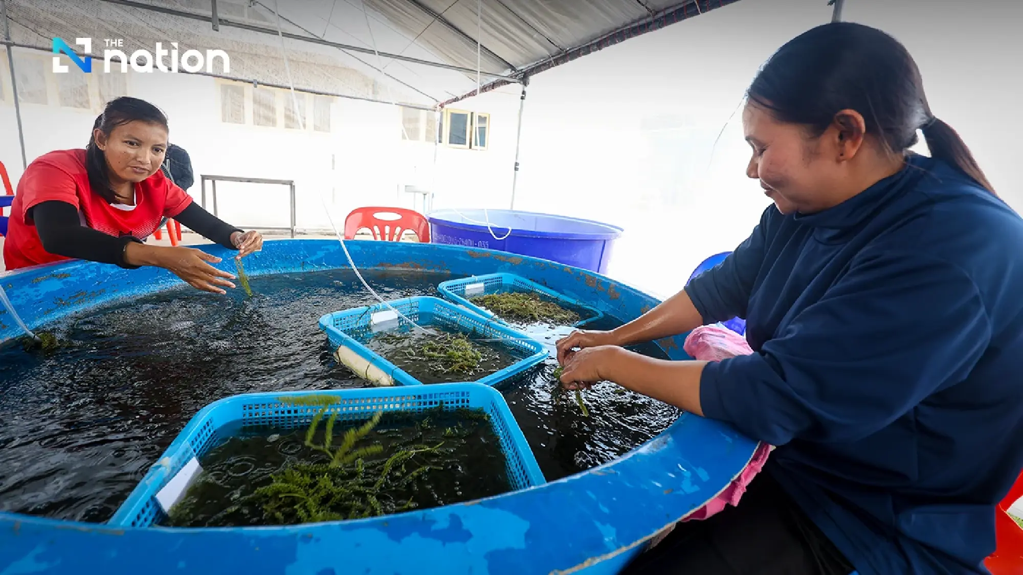 Phetchaburi marine farm showcases Queen Mother’s sustainable legacy