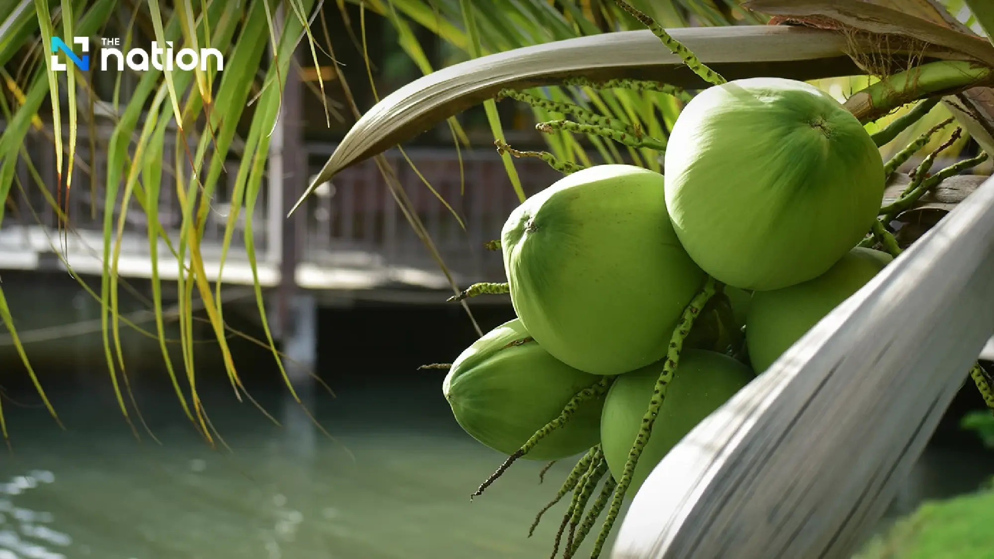 DBD finds 15 fruit-packing firms suspected of using Thai nominee shareholders