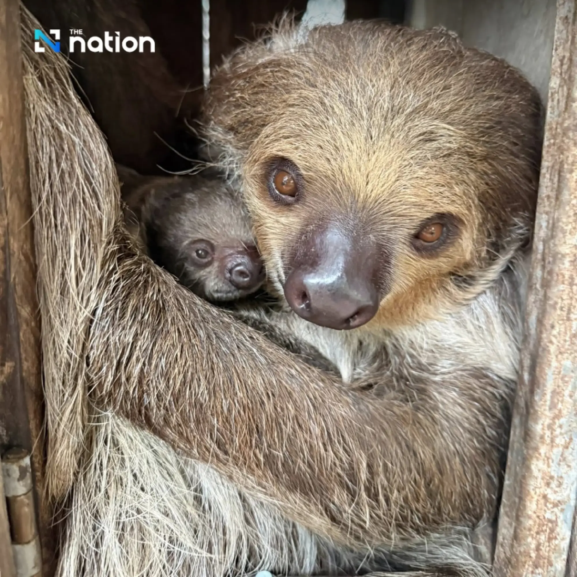 Khao Kheow Open Zoo reveals adorable newborn two-toed sloth