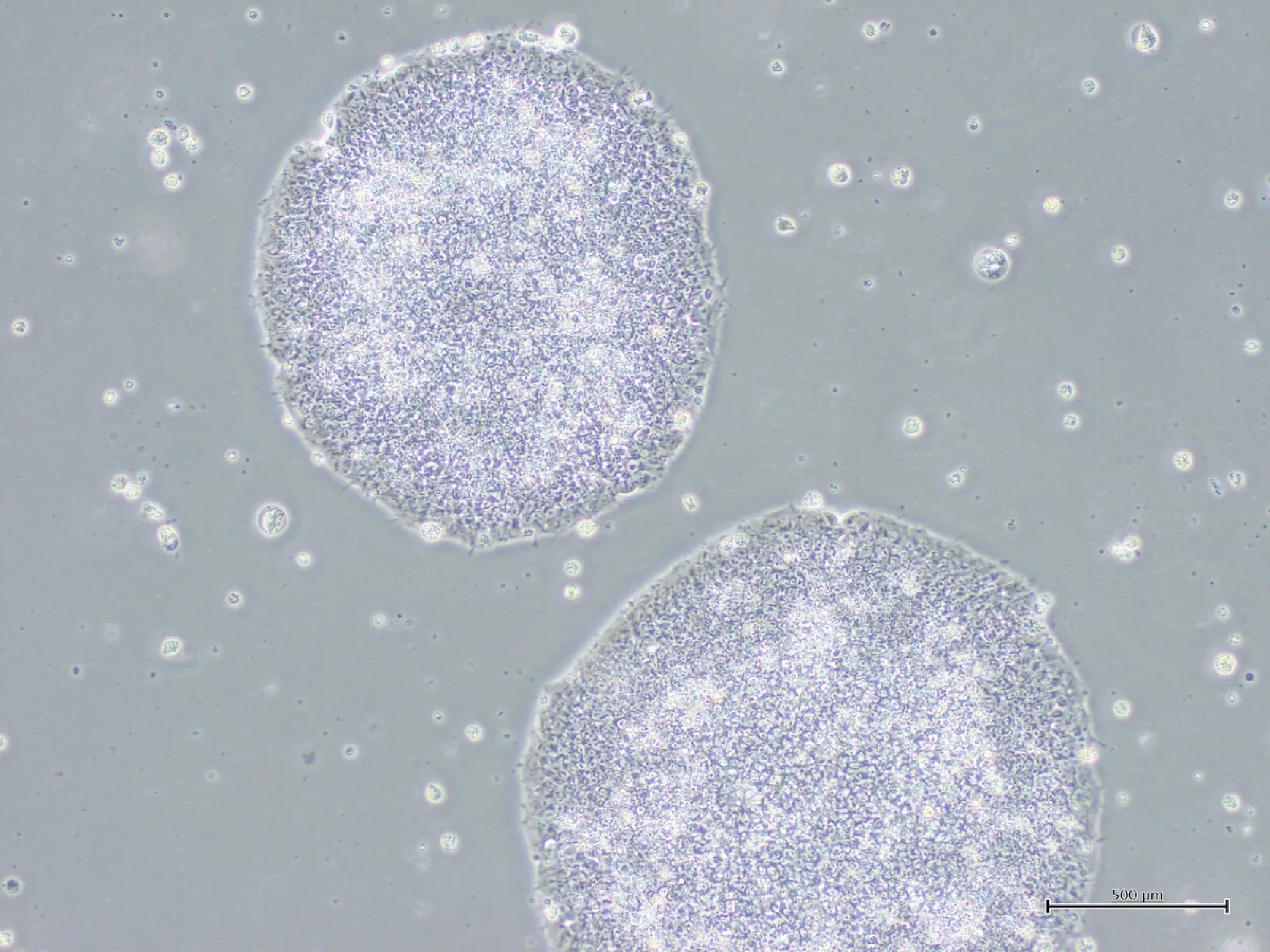 Japan OKs World's 1st iPS Cell-Based Products