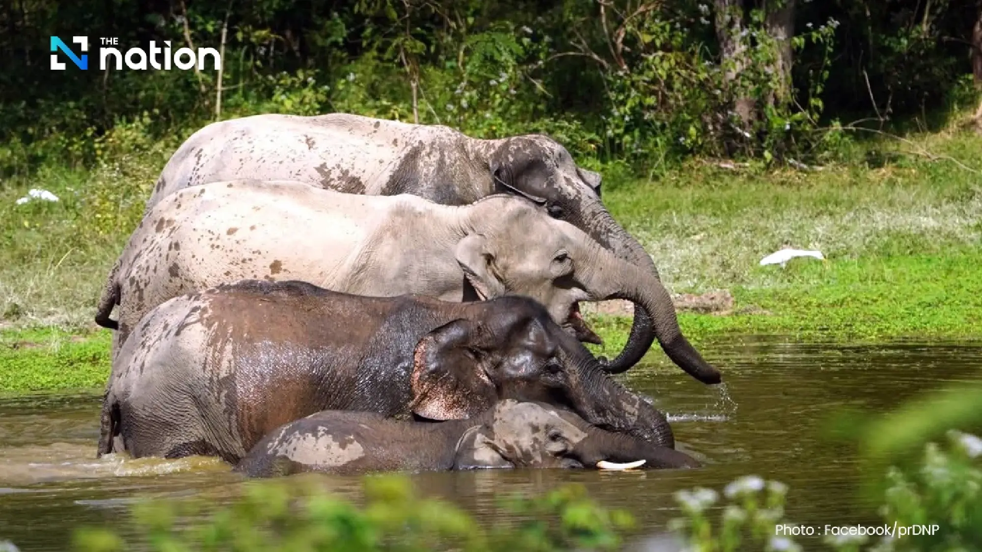 Symbols of Sovereignty: Thailand Honours National Icon on National Elephant Day