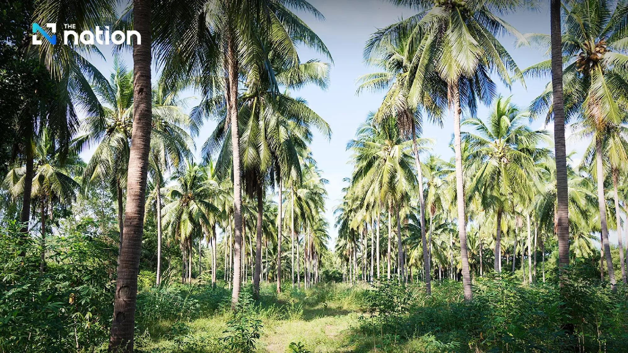 Thai Ministry to Confront 20 Firms Over Coconut Price Crisis