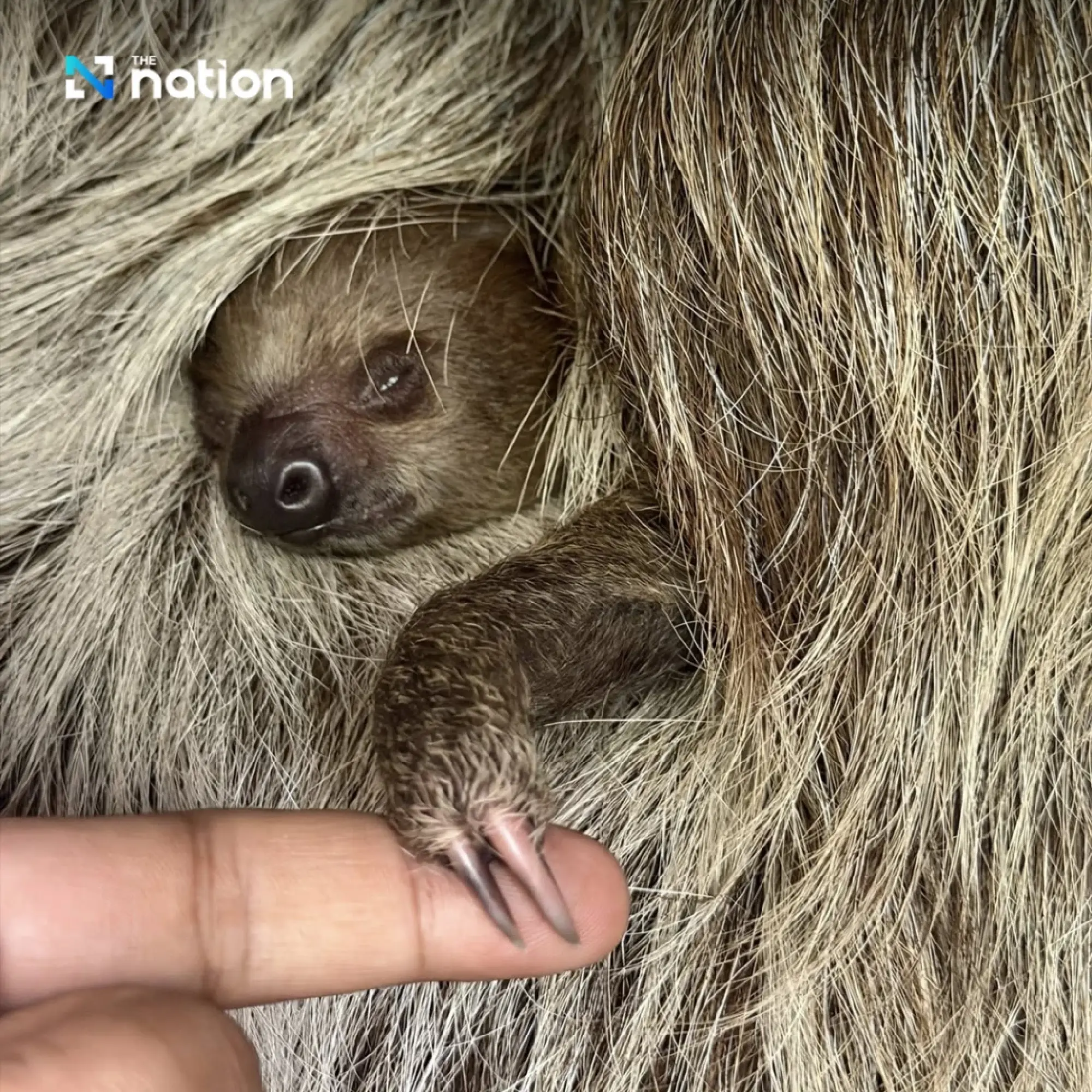 Khao Kheow Open Zoo reveals adorable newborn two-toed sloth