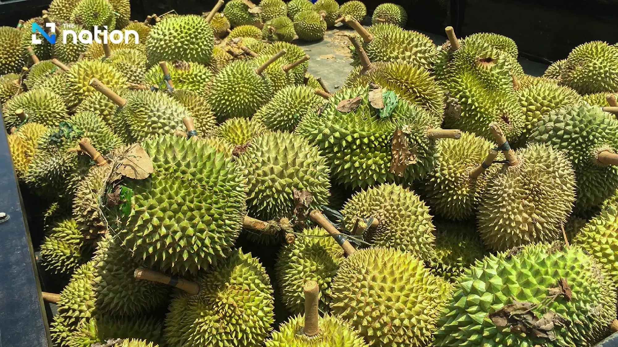 Fresh durian exports jump 67% as Thailand tightens China checks