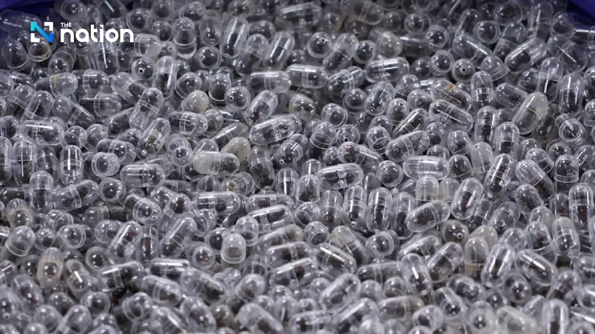 New wildlife trafficking trend emerges in live ant trade across three nations