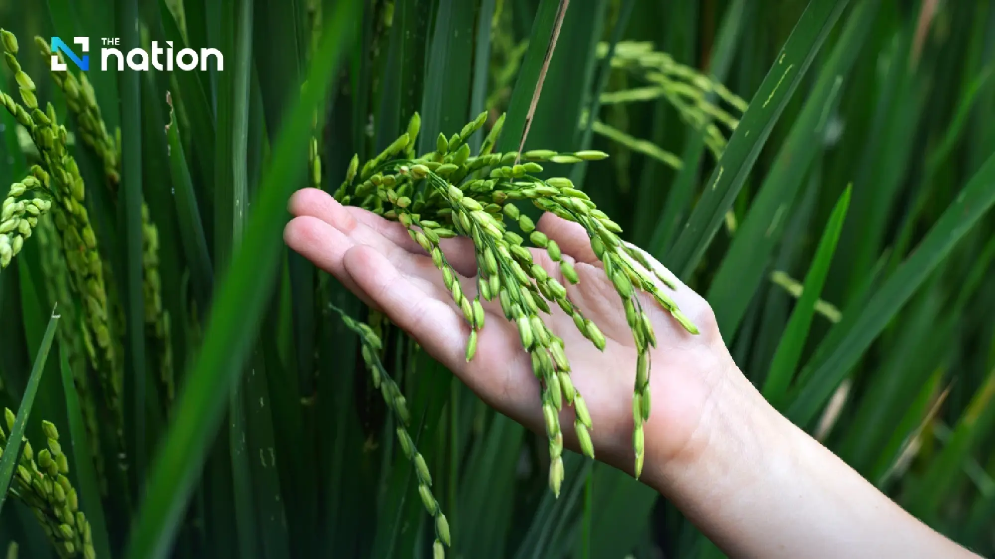 Vietnam overhauls rice industry for high-value, low-carbon global markets