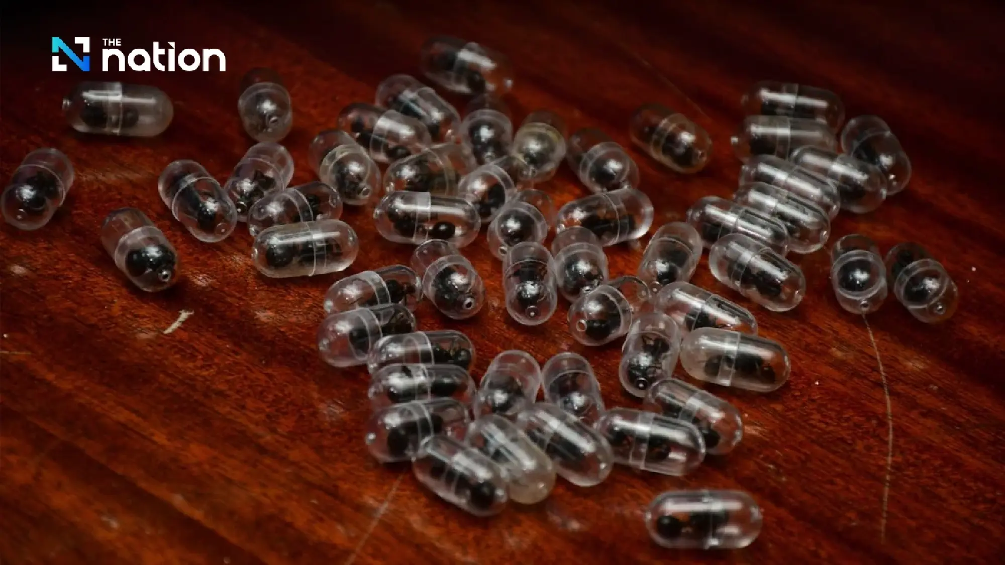 New wildlife trafficking trend emerges in live ant trade across three nations