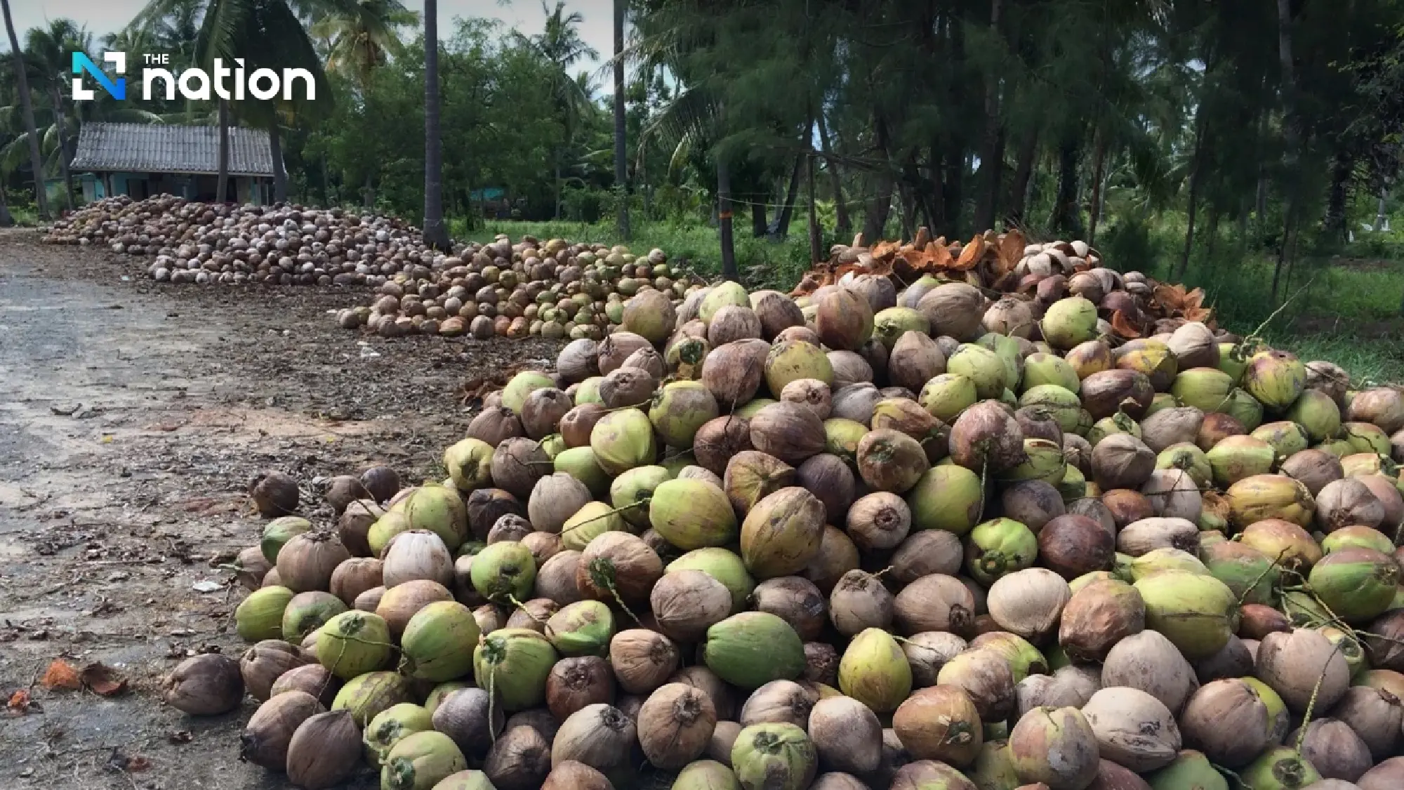 Suphajee challenges coconut aggregators; Commerce to launch central hub