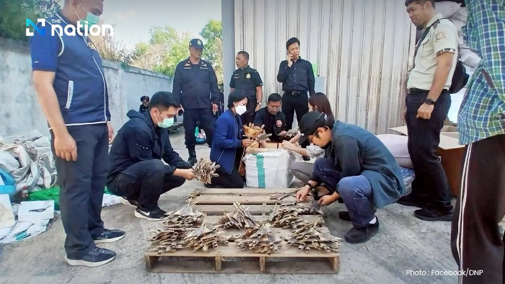 Officials seize 124,000 dried geckos in Pathum Thani warehouse raid