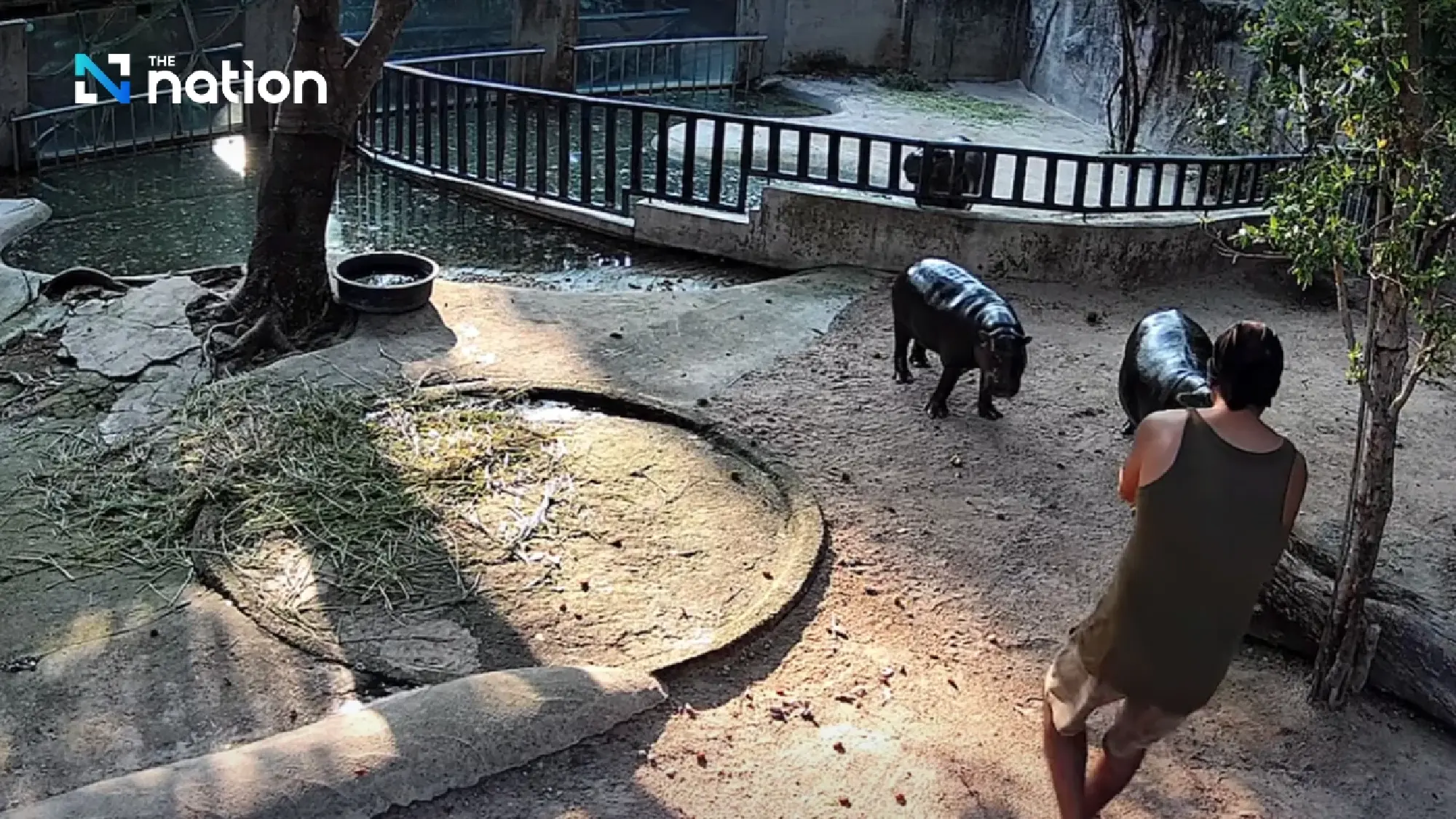 Intruder held after entering Moo Deng enclosure at Khao Kheow Zoo