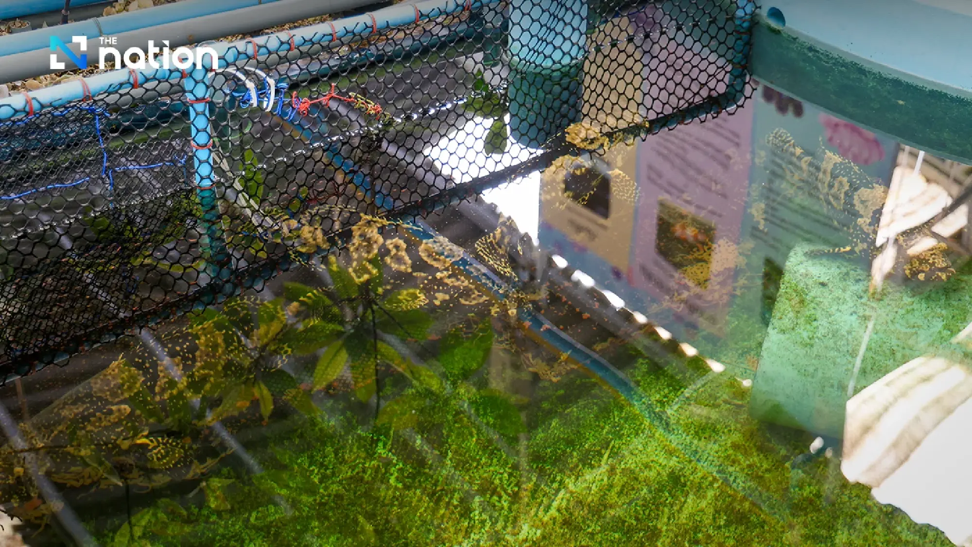 Phetchaburi marine farm showcases Queen Mother’s sustainable legacy