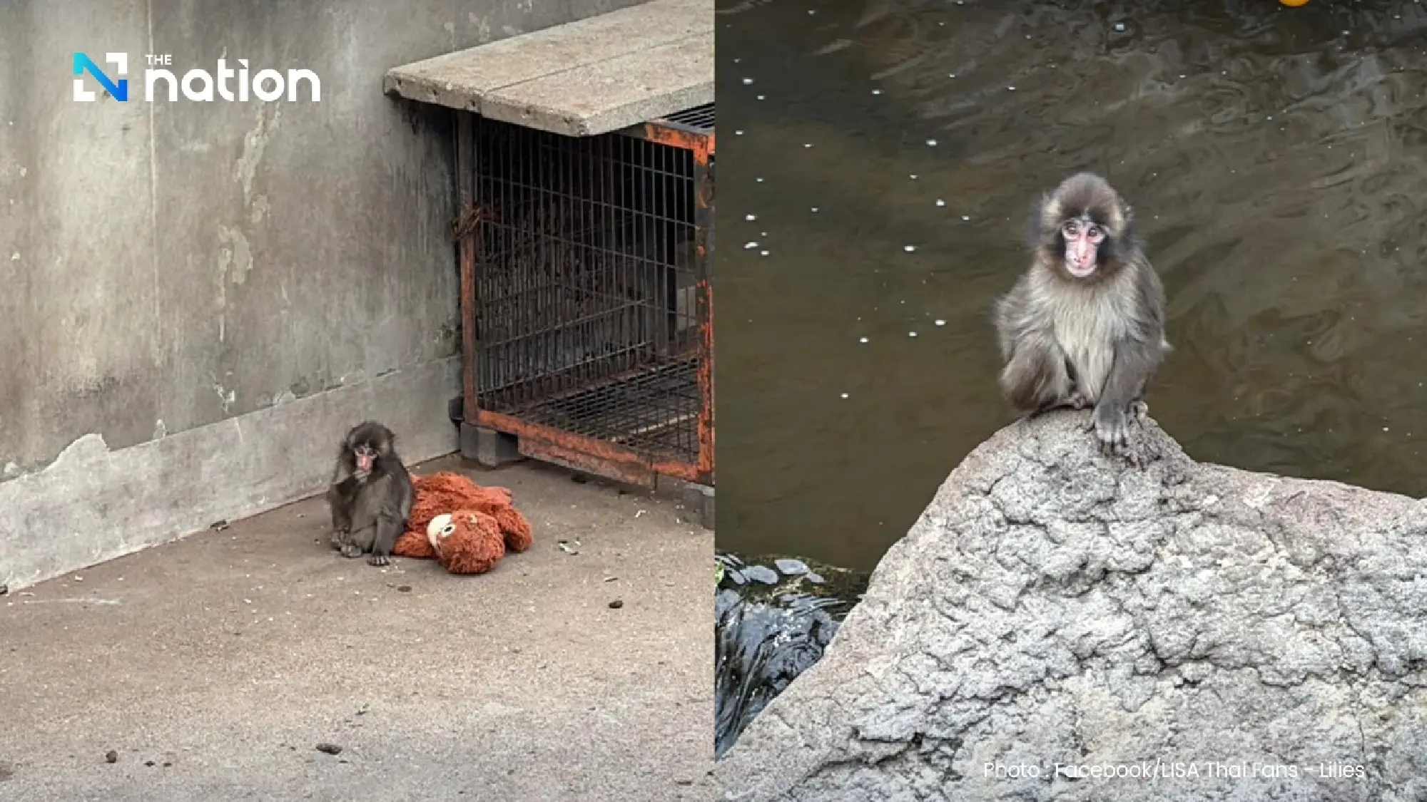 Lisa delights fans with visit to viral macaque Punch-kun in Japan