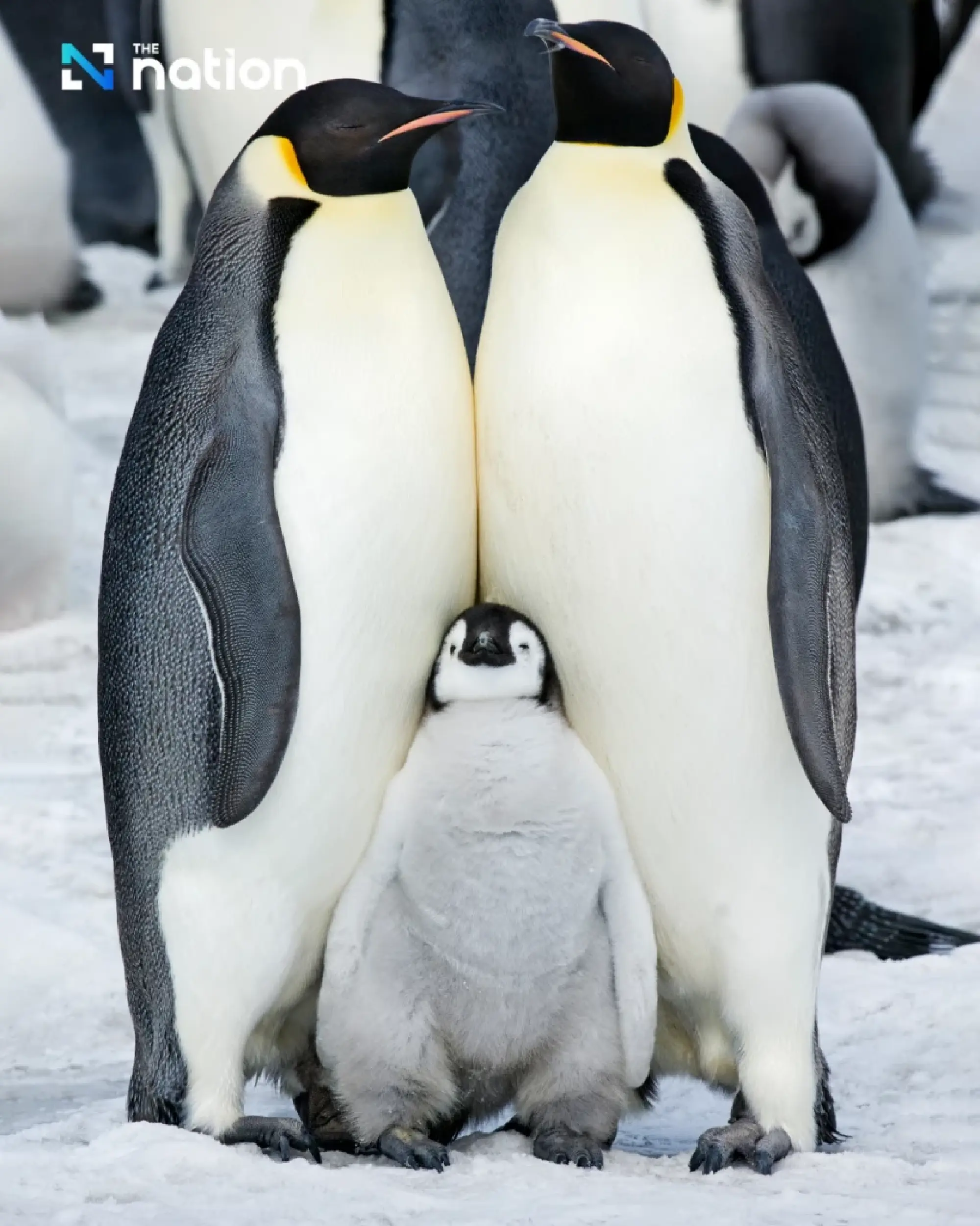 Climate crisis pushes emperor penguin closer to extinction