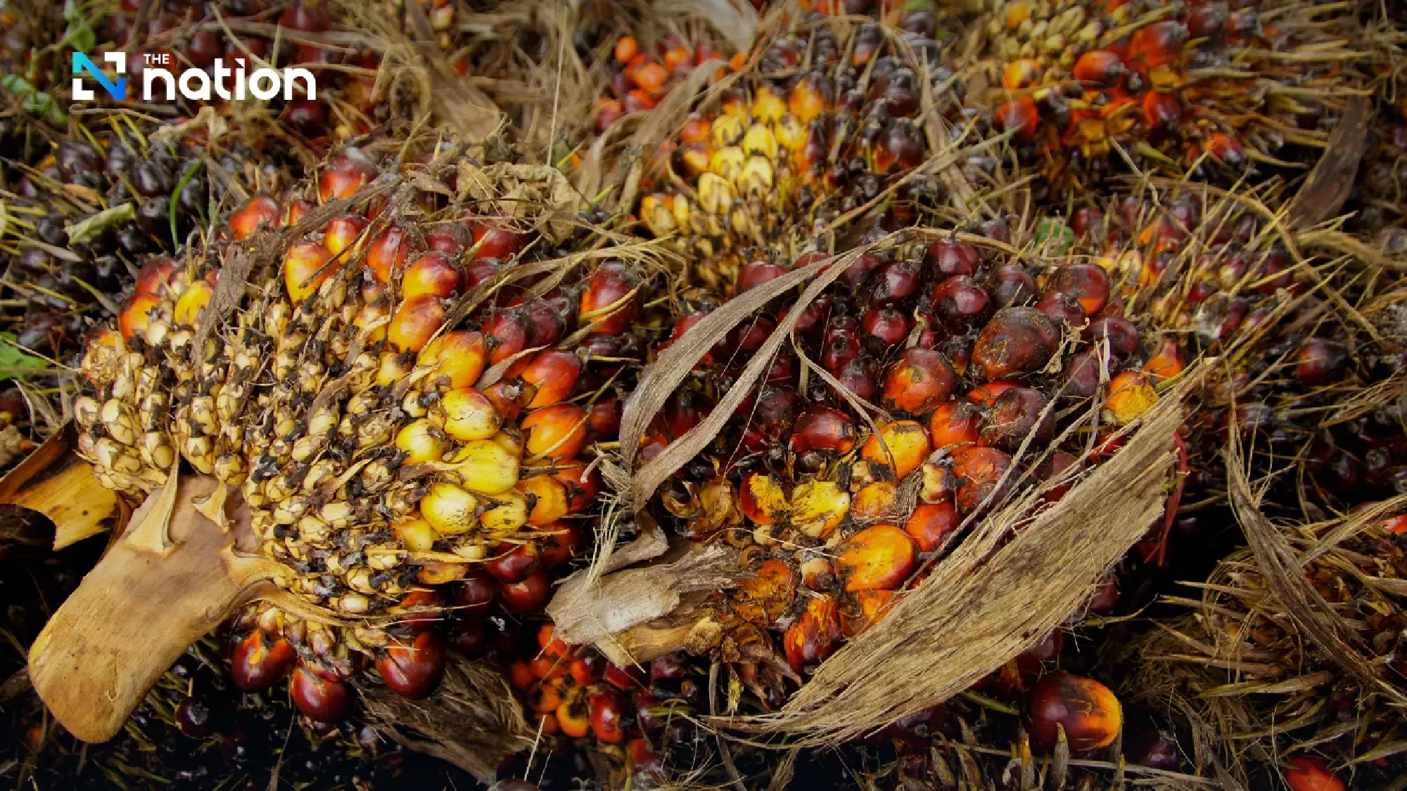 Southern palm growers demand export curbs be scrapped