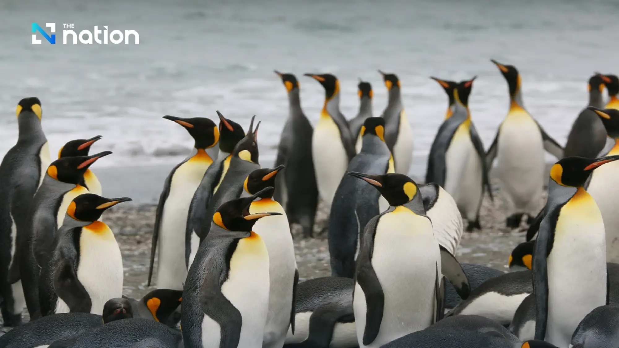 Climate crisis pushes emperor penguin closer to extinction