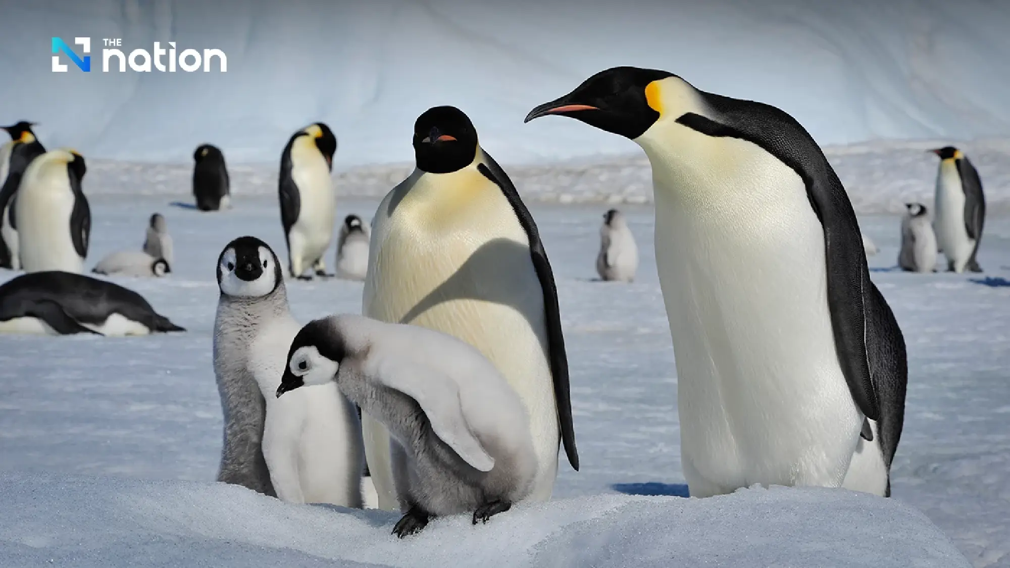 World Penguin Day 2026 warns of extinction threat from warming seas