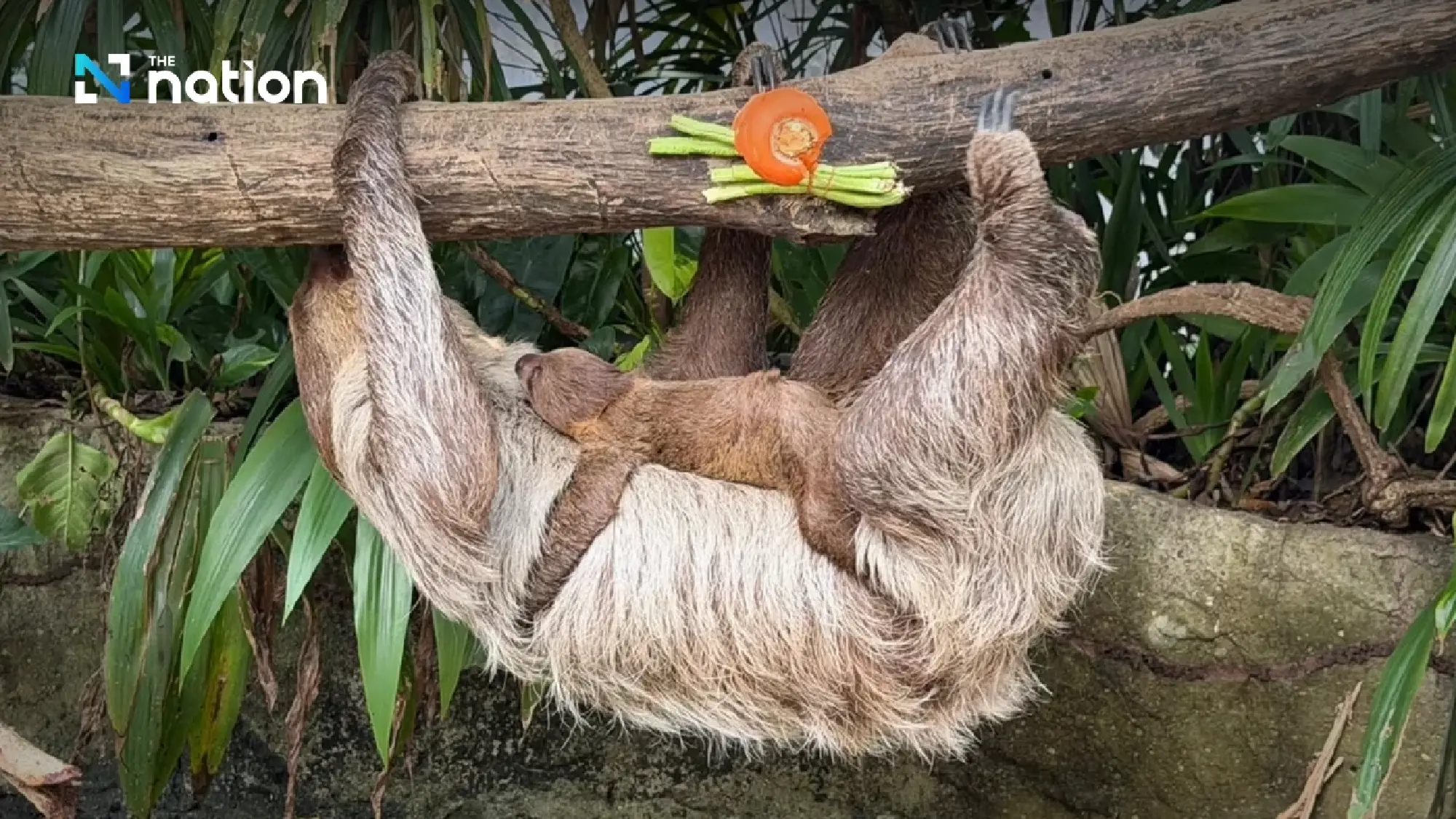 Name the Newcomer: Khao Kheow Open Zoo Launches Public Vote for Baby Sloth