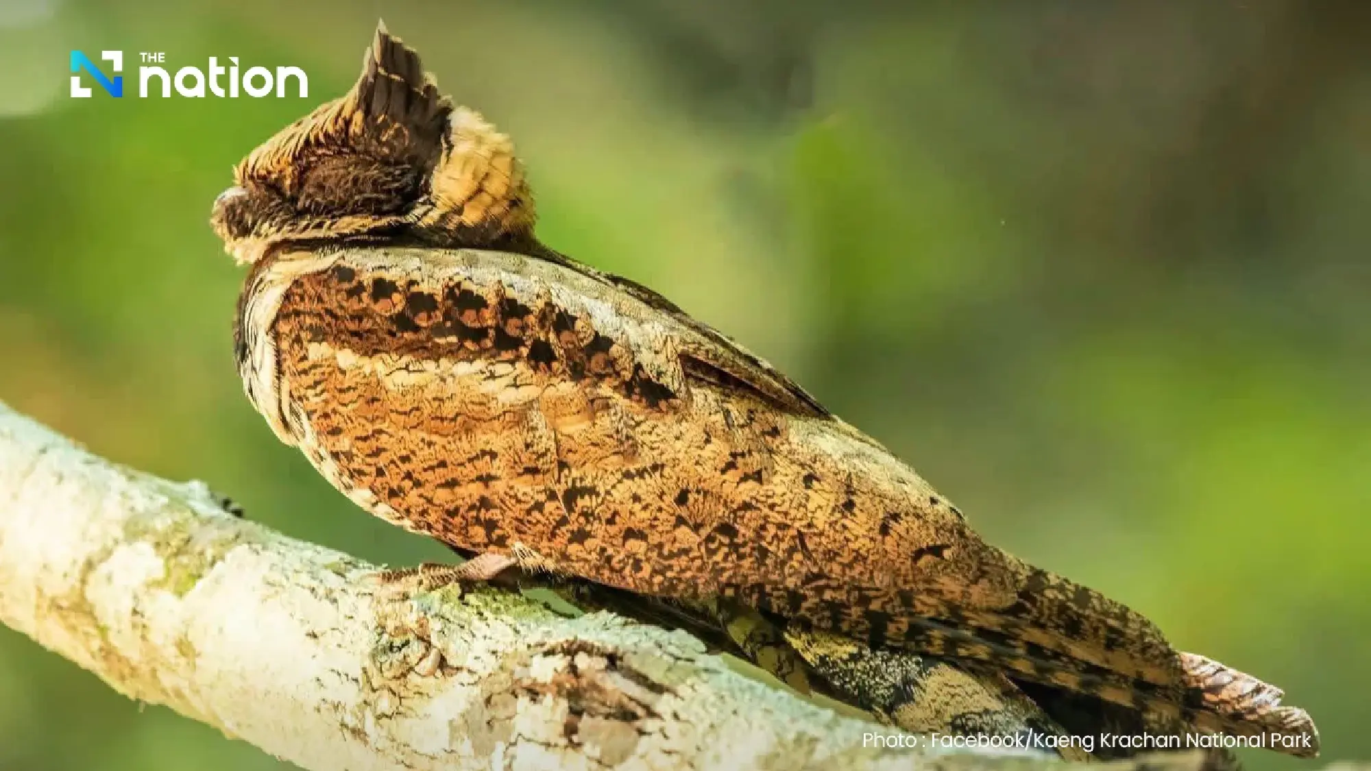 Rare Great Eared Nightjar sighting draws interest in Thailand