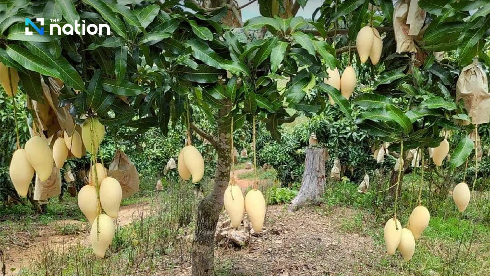 Khon Kaen GI mango takes the spotlight on Nadech-Yaya wedding menu