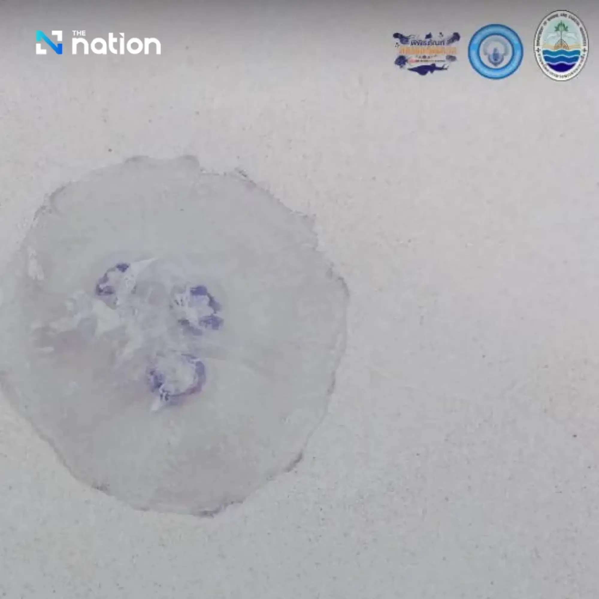 Moon jellyfish wash ashore at Phuket’s Racha Yai, tourists warned