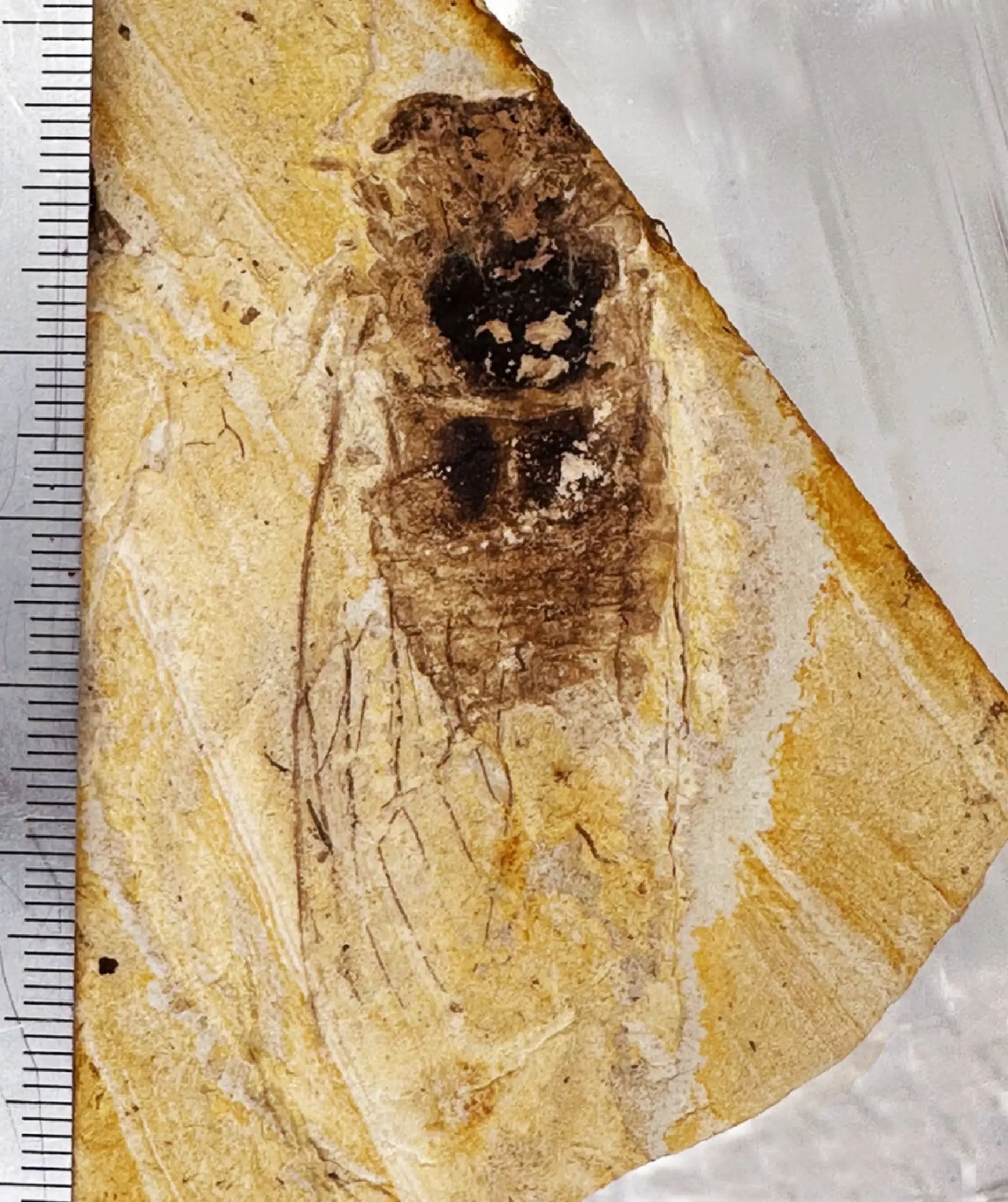 Tokyo elementary school sisters discover rare cicada fossil