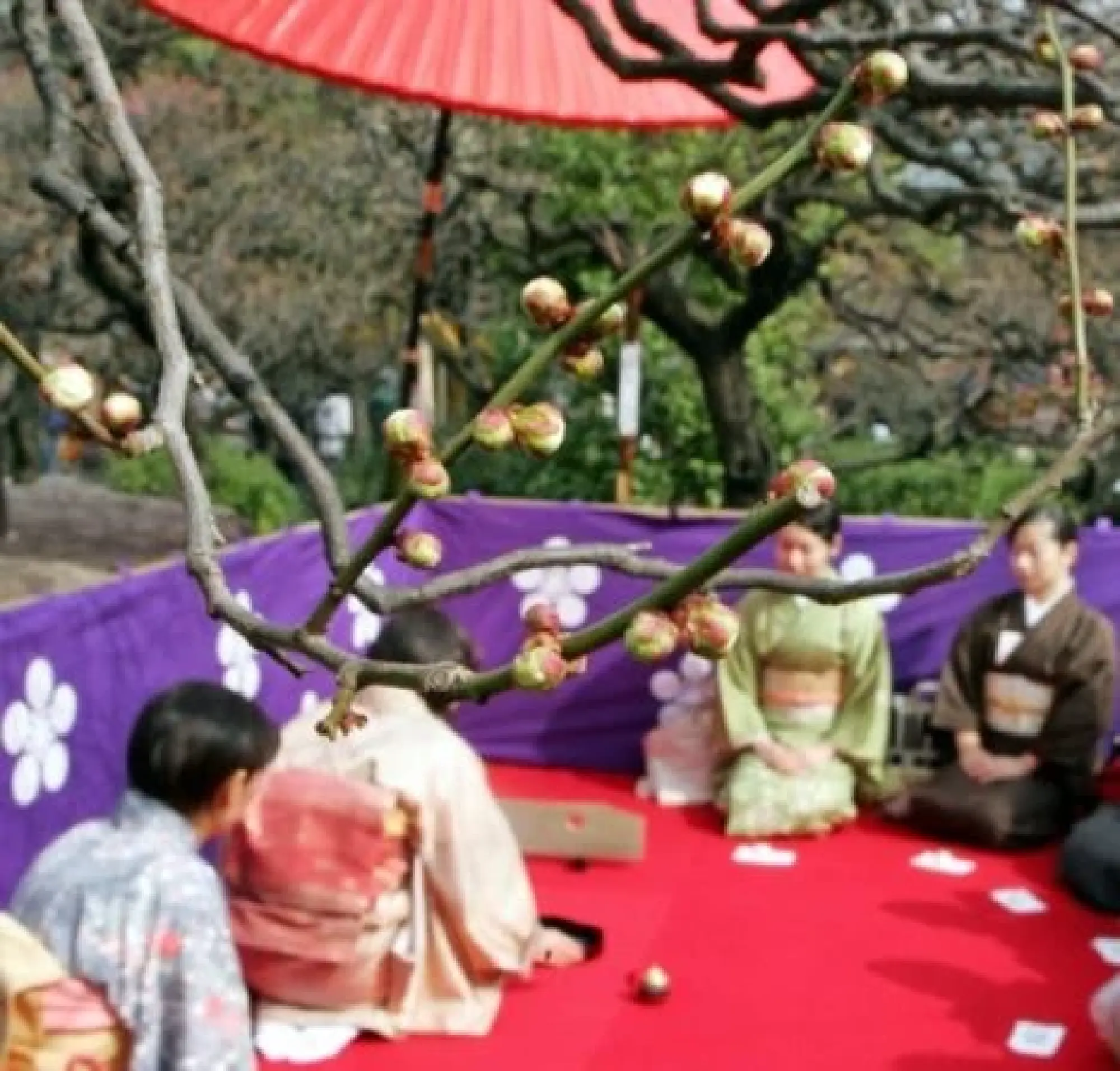 Rising Interest in Japan’s Traditional Culture and the Four Seasons