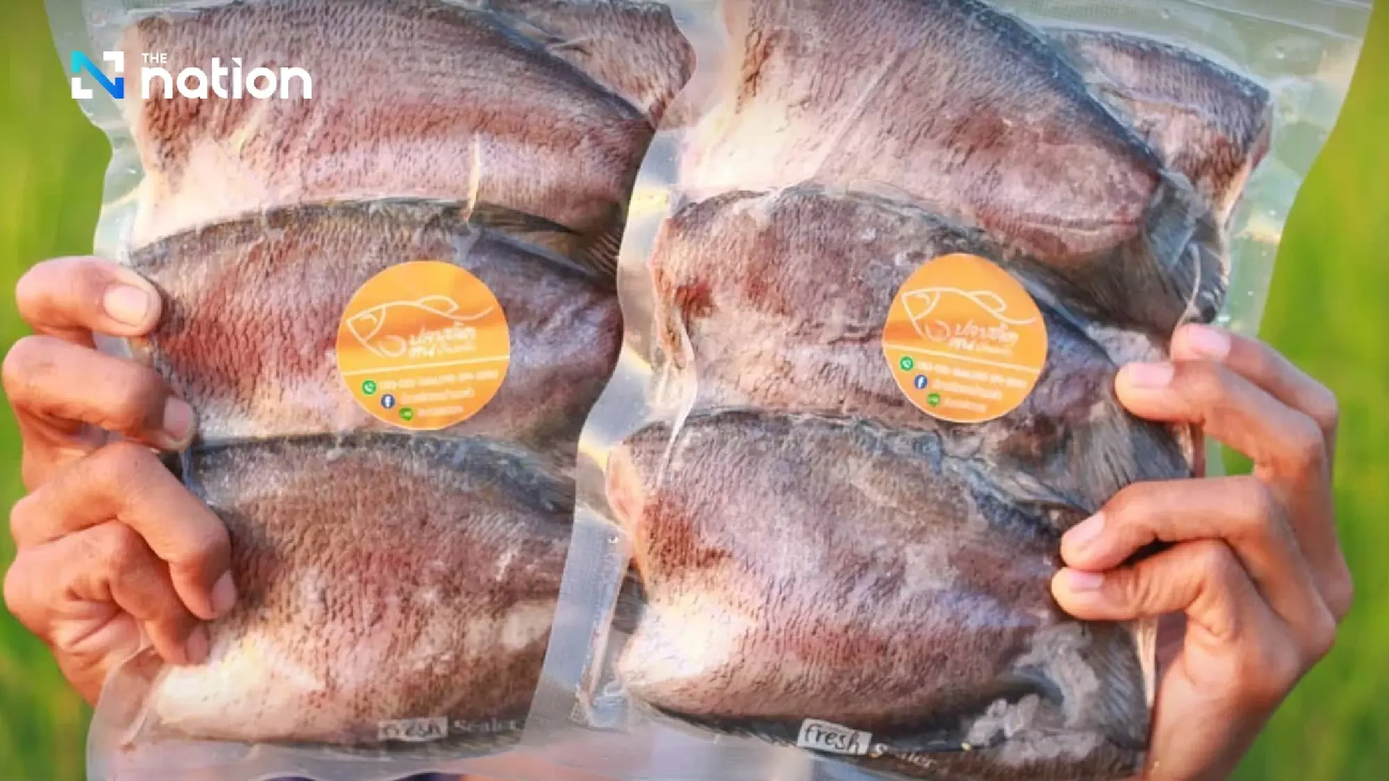 DIP registers Baan Phaeo snakeskin gourami as new GI product in Samut Sakhon