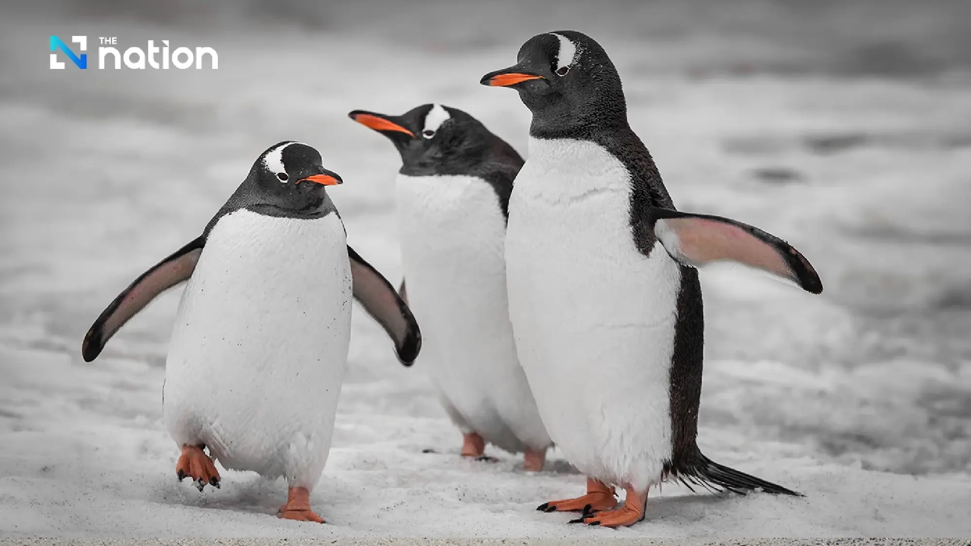 World Penguin Day 2026 warns of extinction threat from warming seas