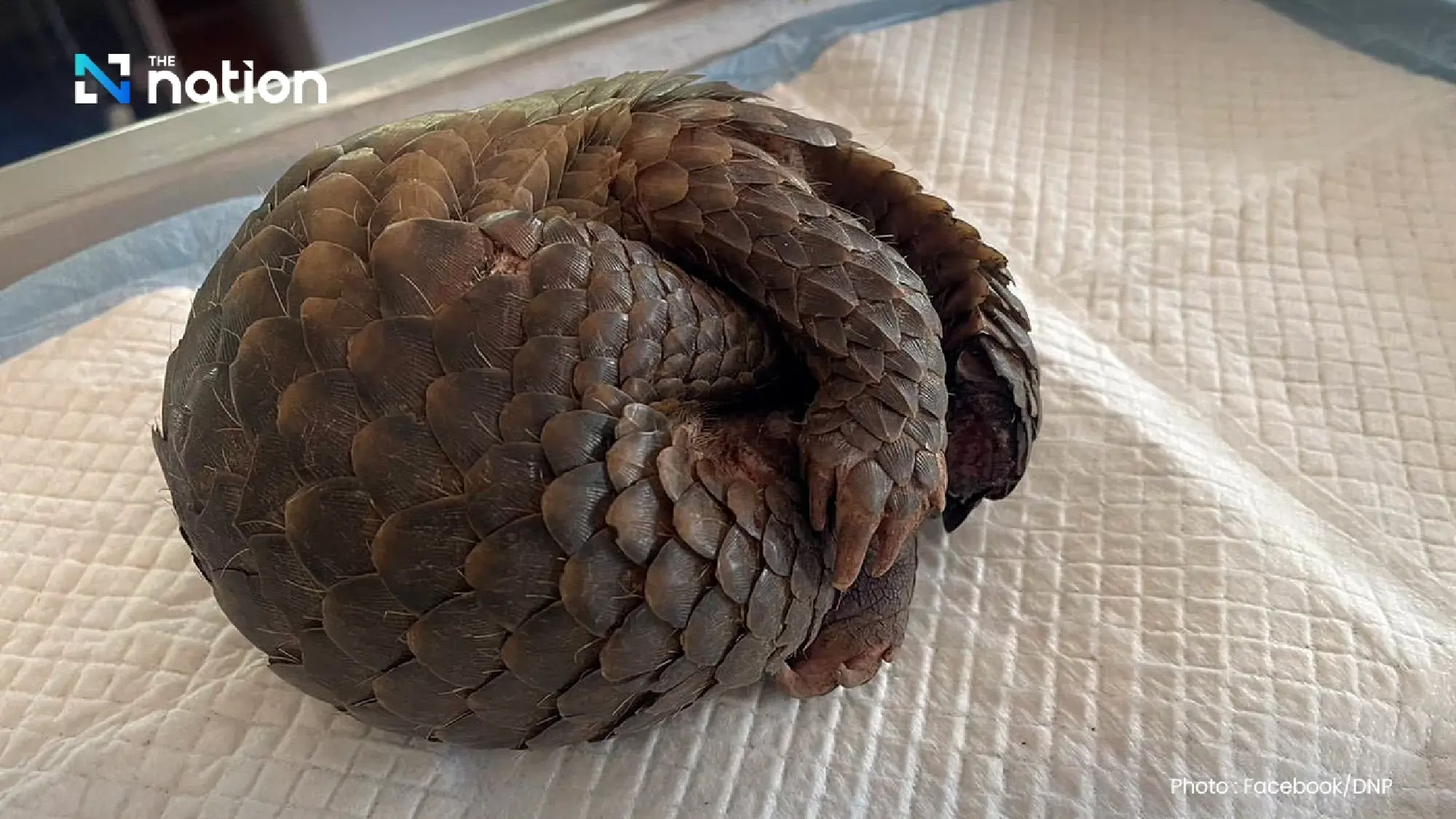 Injured pangolin rescued from Mae Hong Son park wildfire ordeal