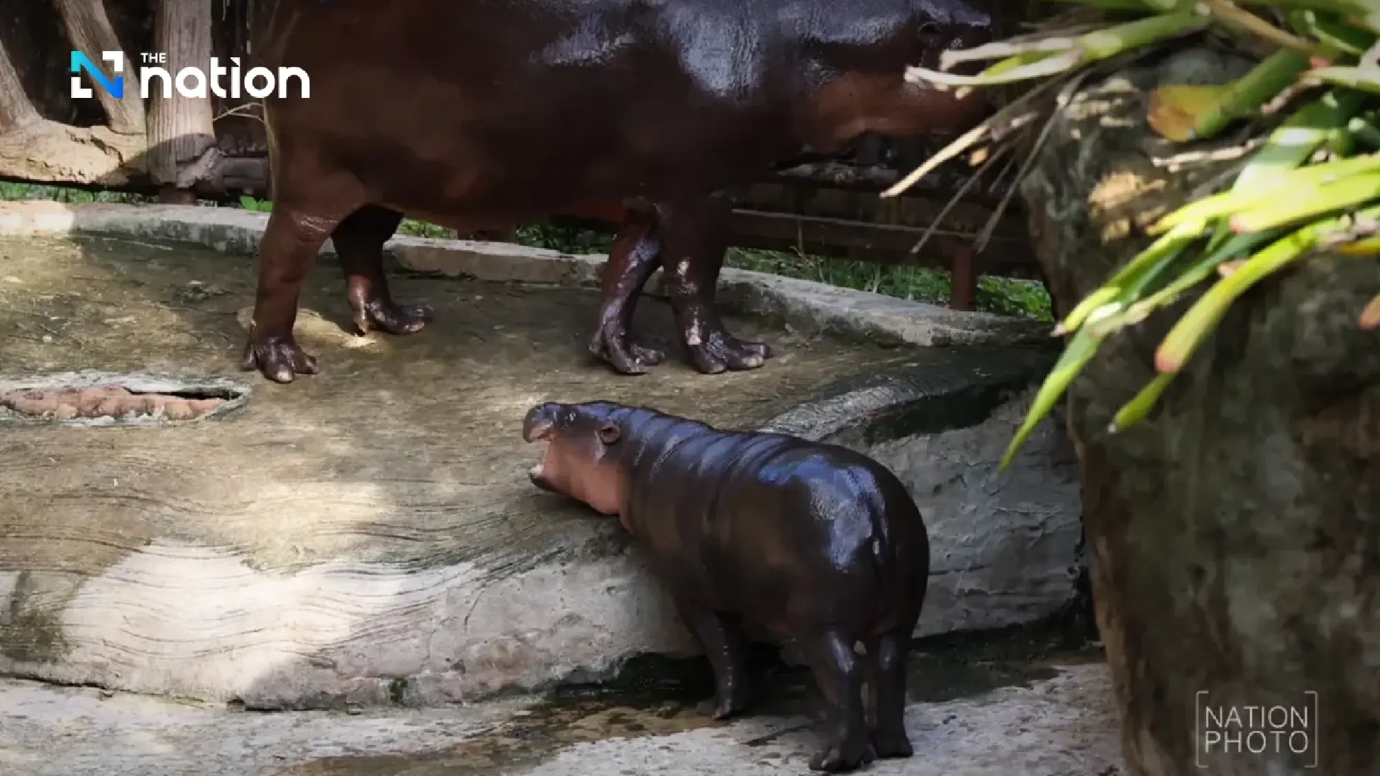 Pygmy Hippo Fever: Khon Kaen Zoo Welcomes Moo Deng’s Newest Relative