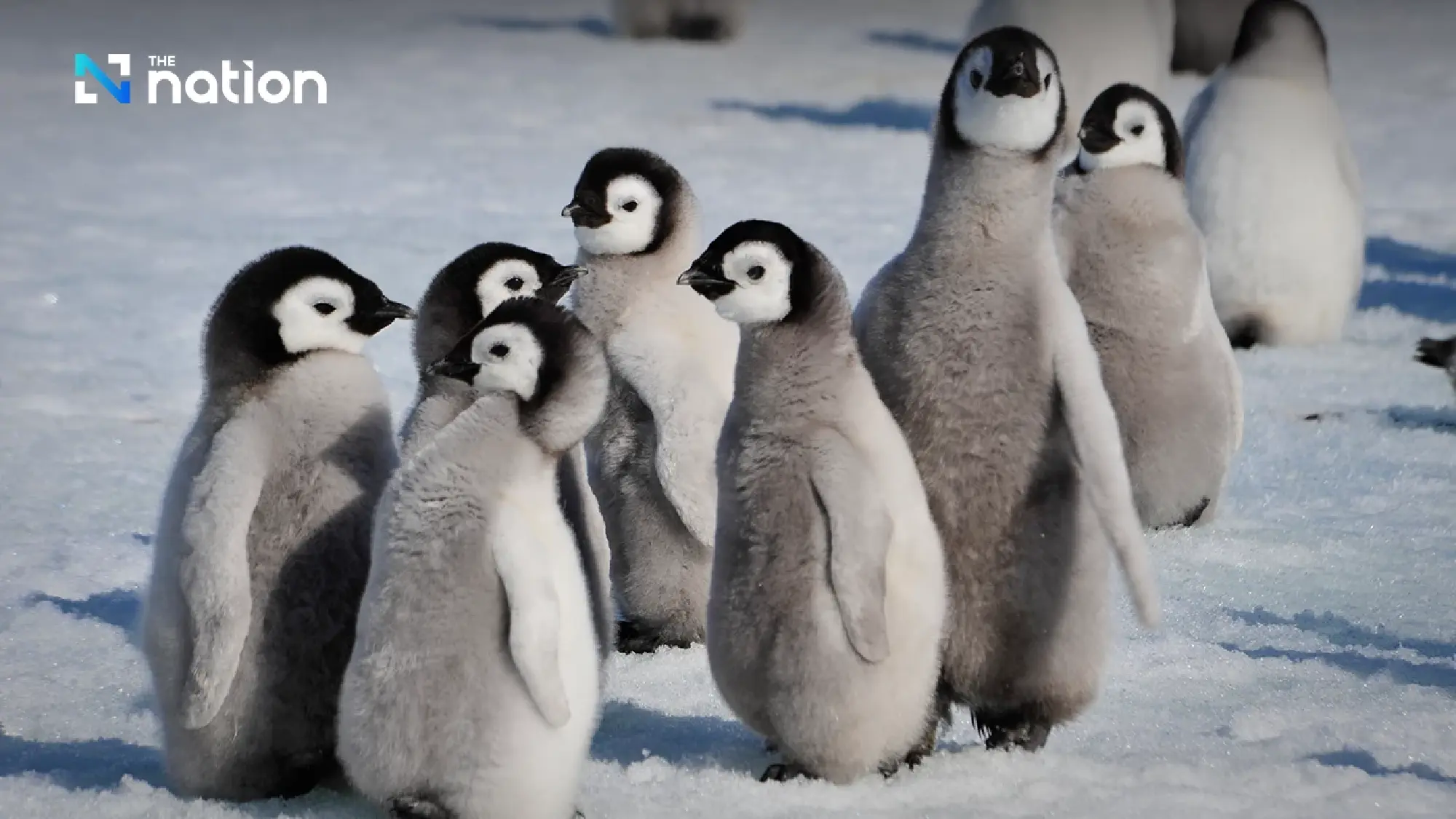 World Penguin Day 2026 warns of extinction threat from warming seas