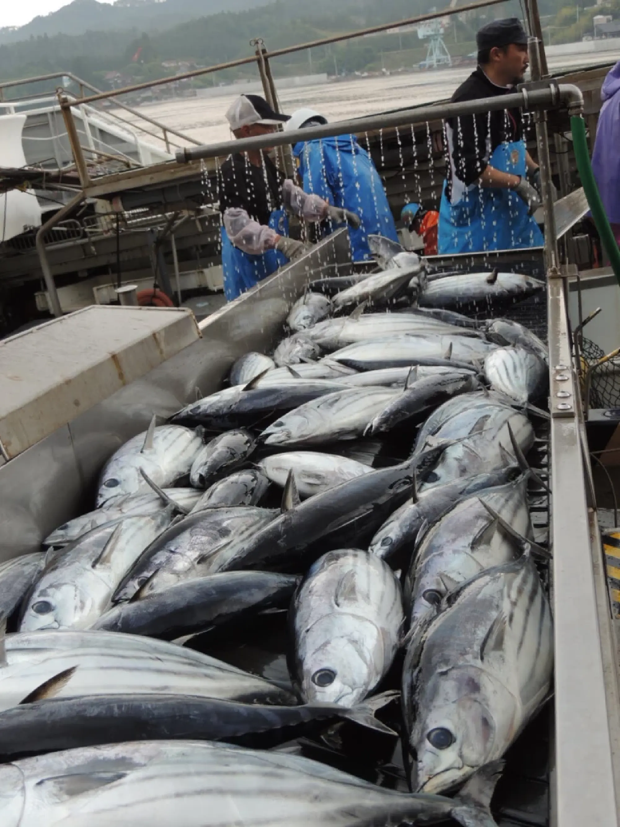 Japan's fishing industry buckles under Middle East oil shock