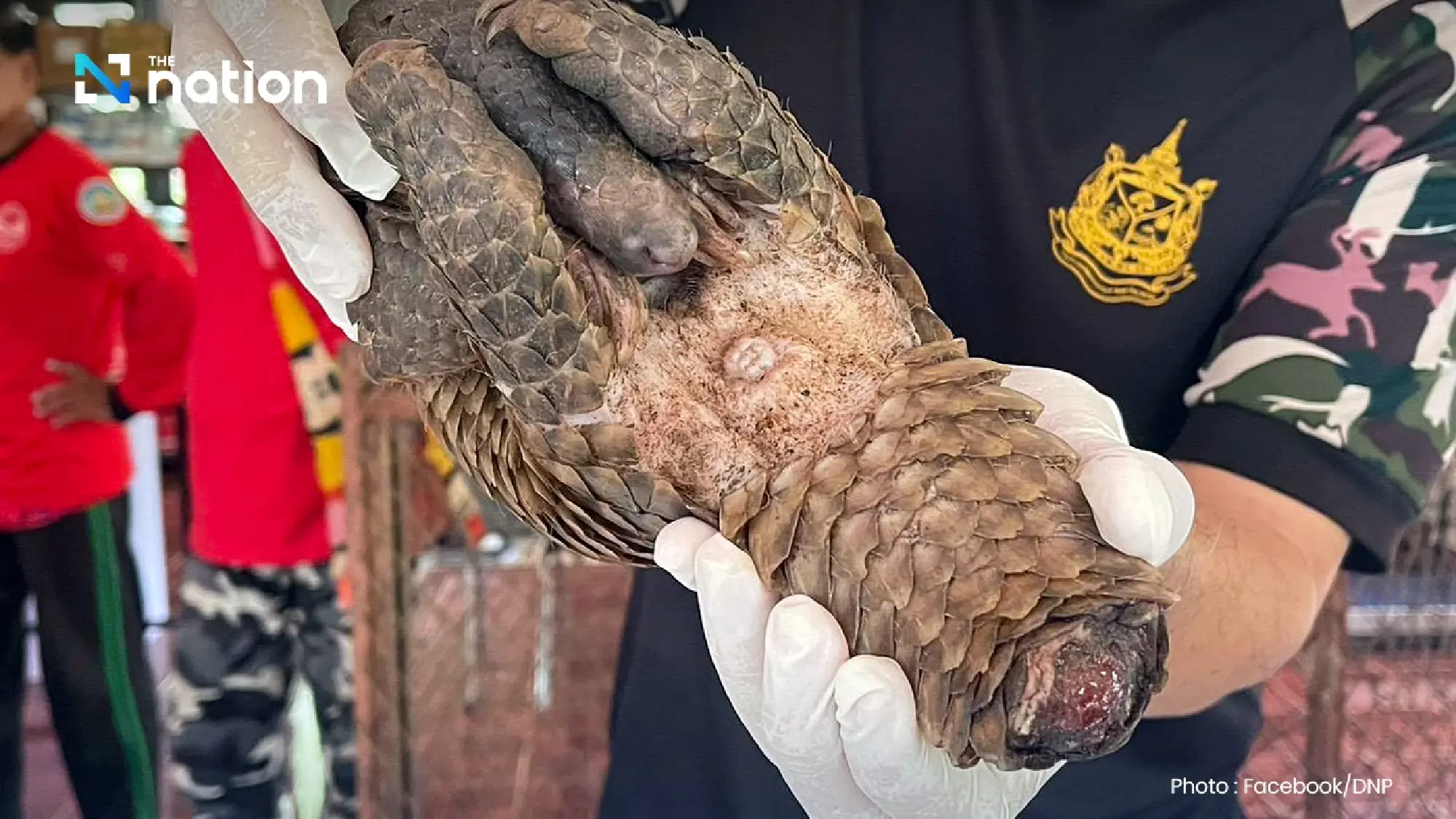Injured pangolin rescued from Mae Hong Son park wildfire ordeal