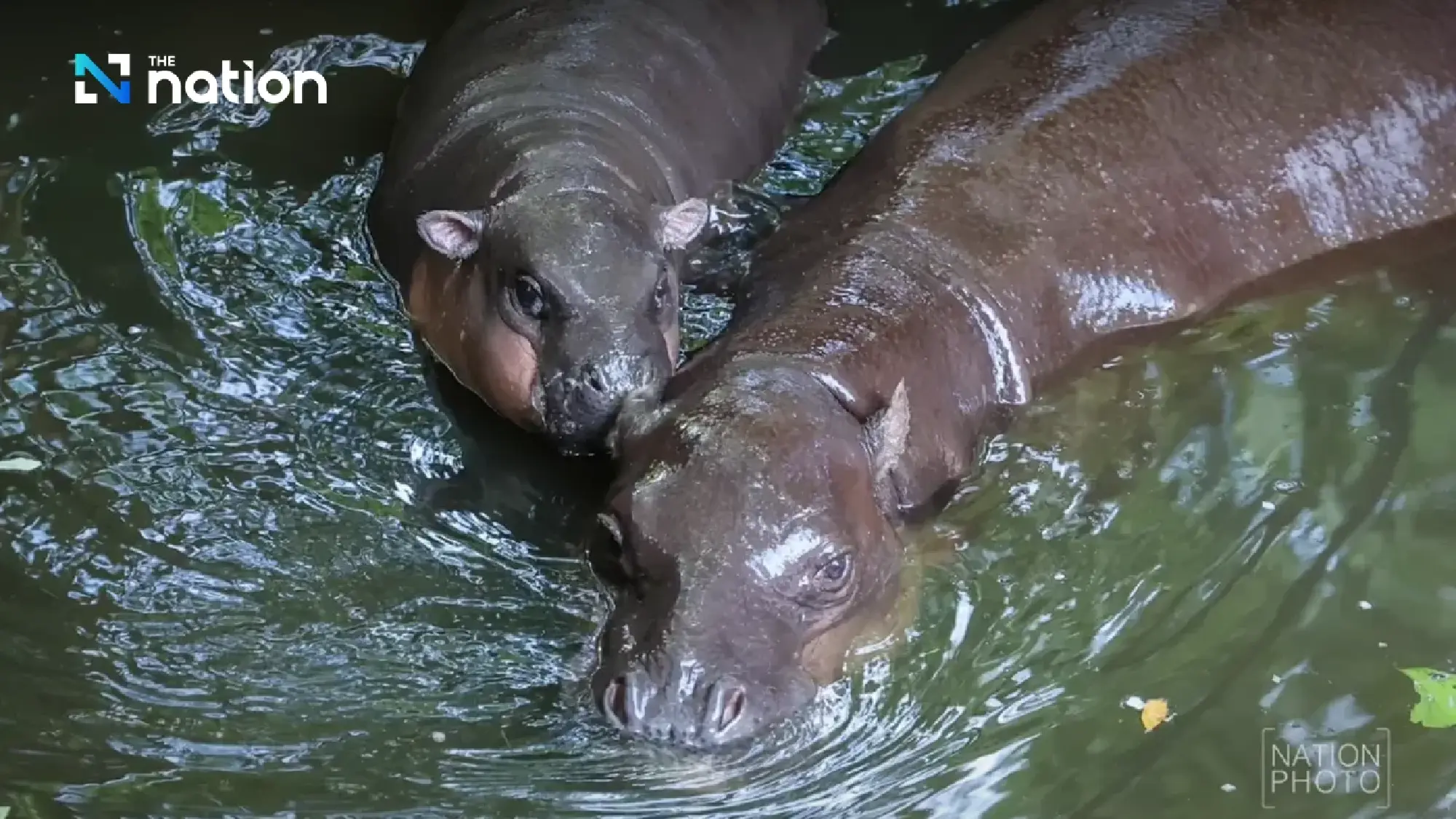 Pygmy Hippo Fever: Khon Kaen Zoo Welcomes Moo Deng’s Newest Relative