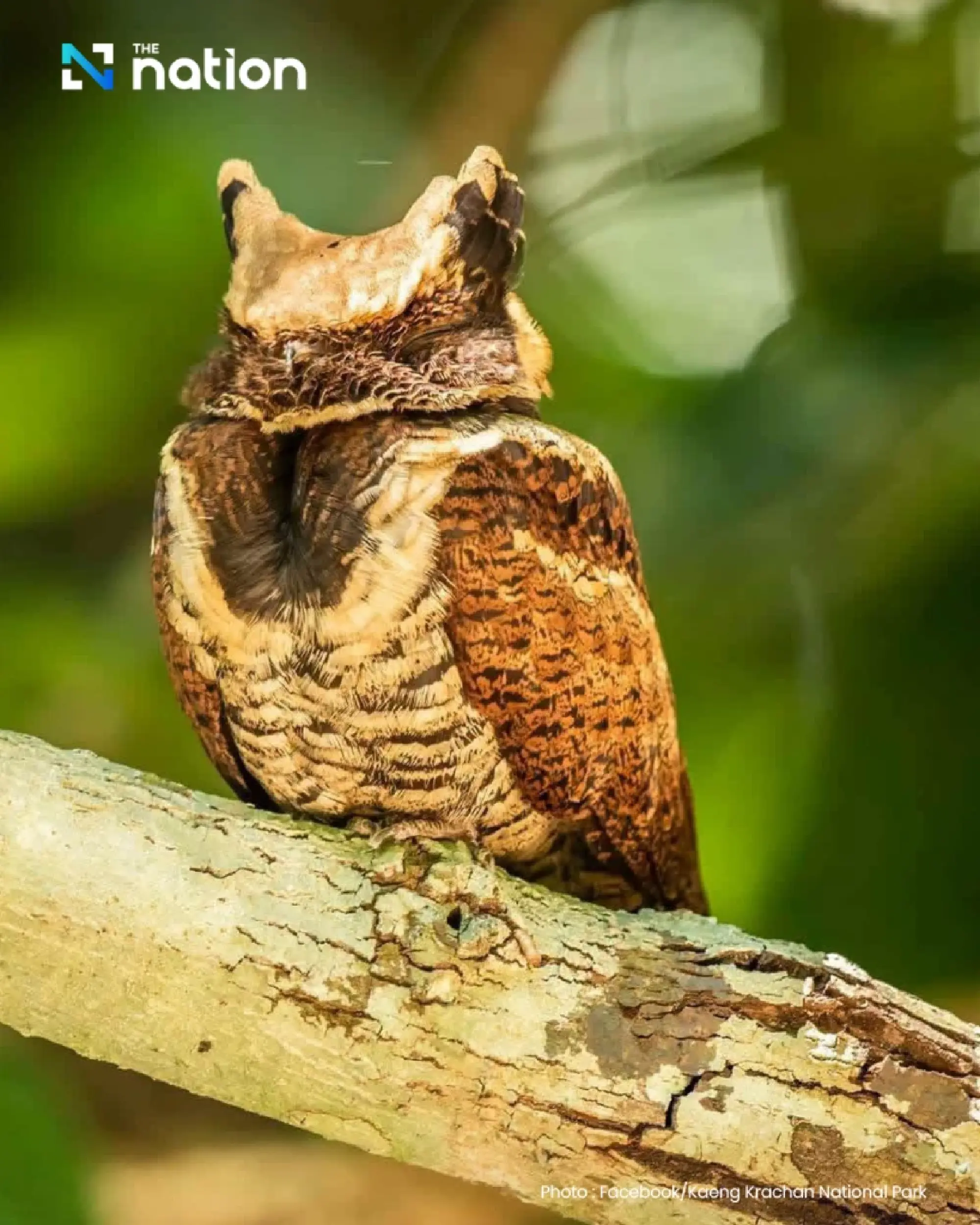 Rare Great Eared Nightjar sighting draws interest in Thailand