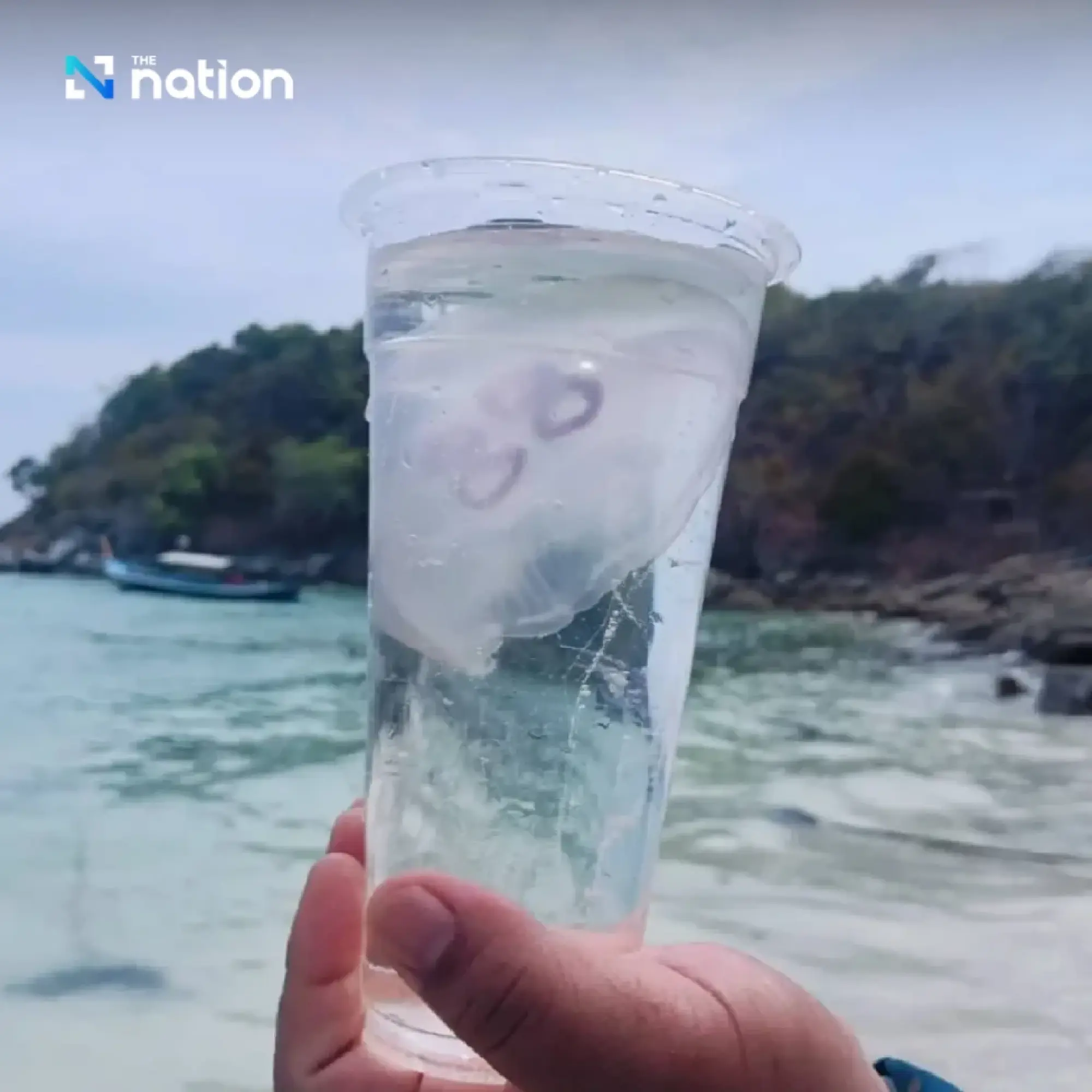 Moon jellyfish wash ashore at Phuket’s Racha Yai, tourists warned