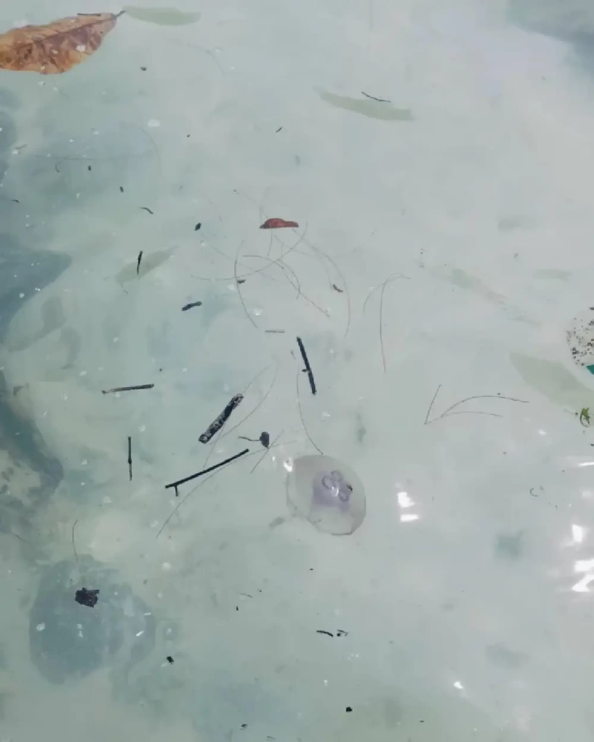 Moon jellyfish wash ashore at Phuket’s Racha Yai, tourists warned