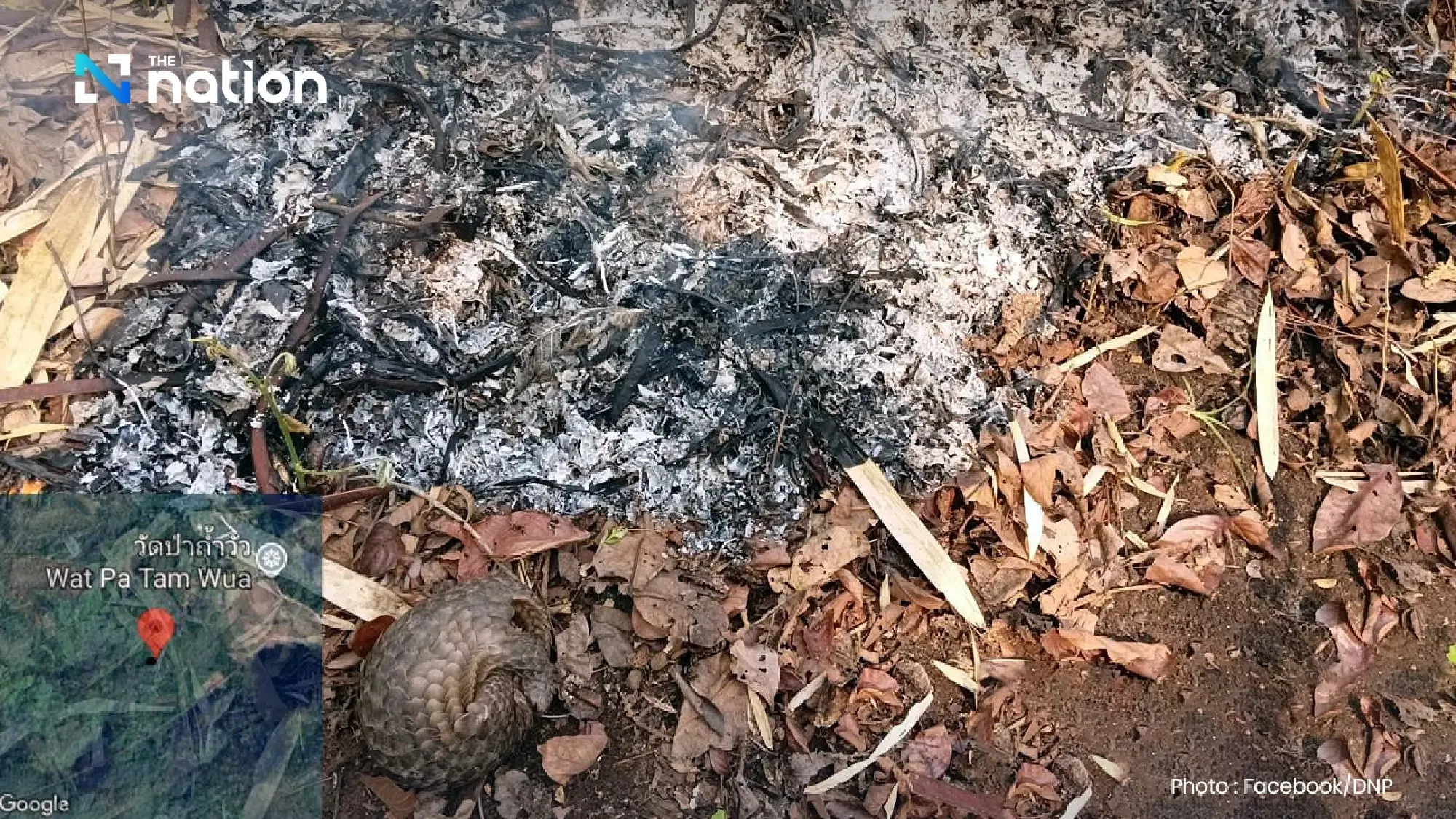 Injured pangolin rescued from Mae Hong Son park wildfire ordeal