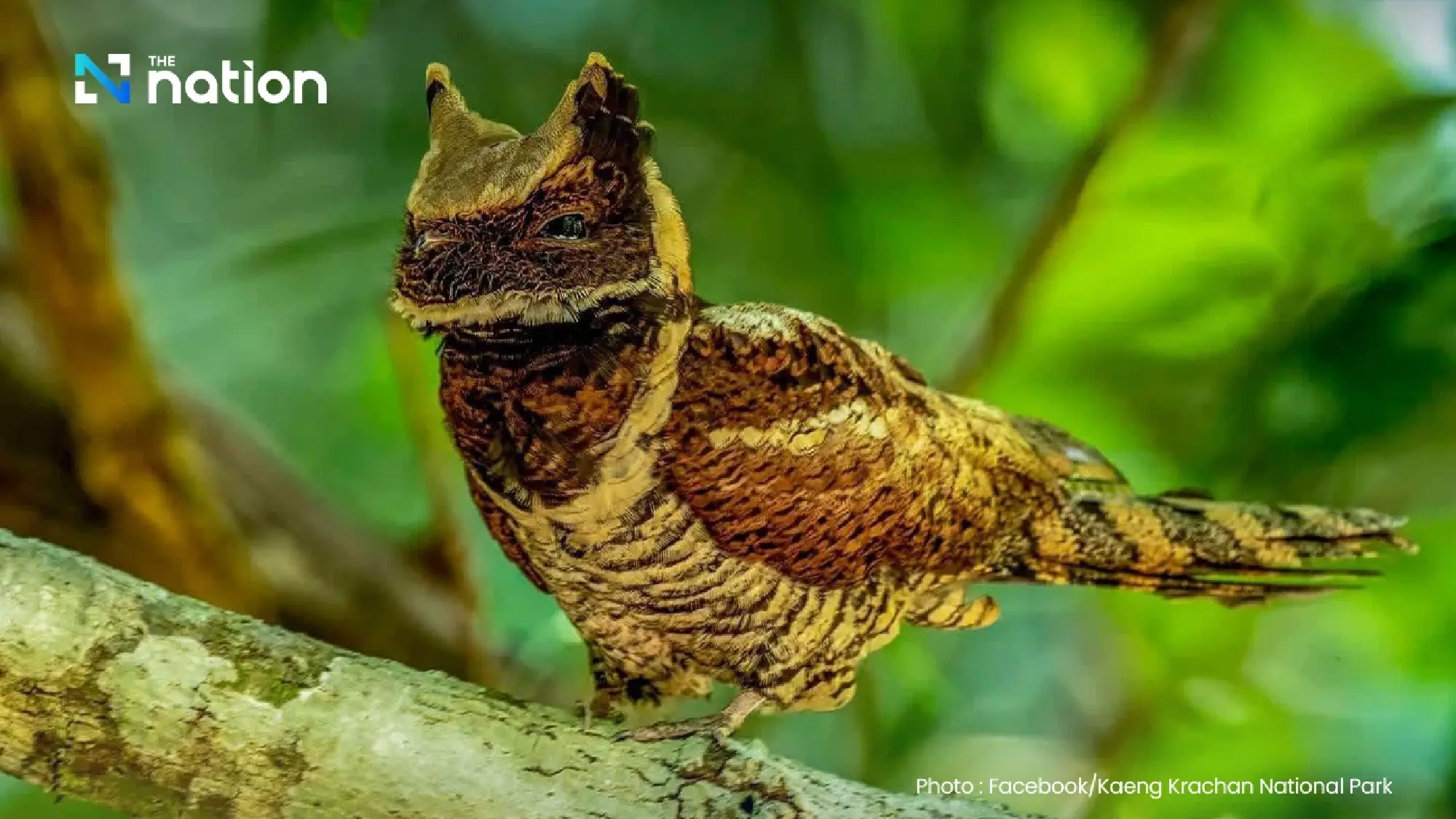 Rare Great Eared Nightjar sighting draws interest in Thailand