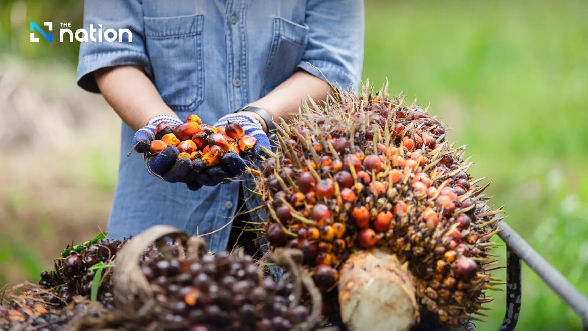 Thailand tightens crude palm oil export controls